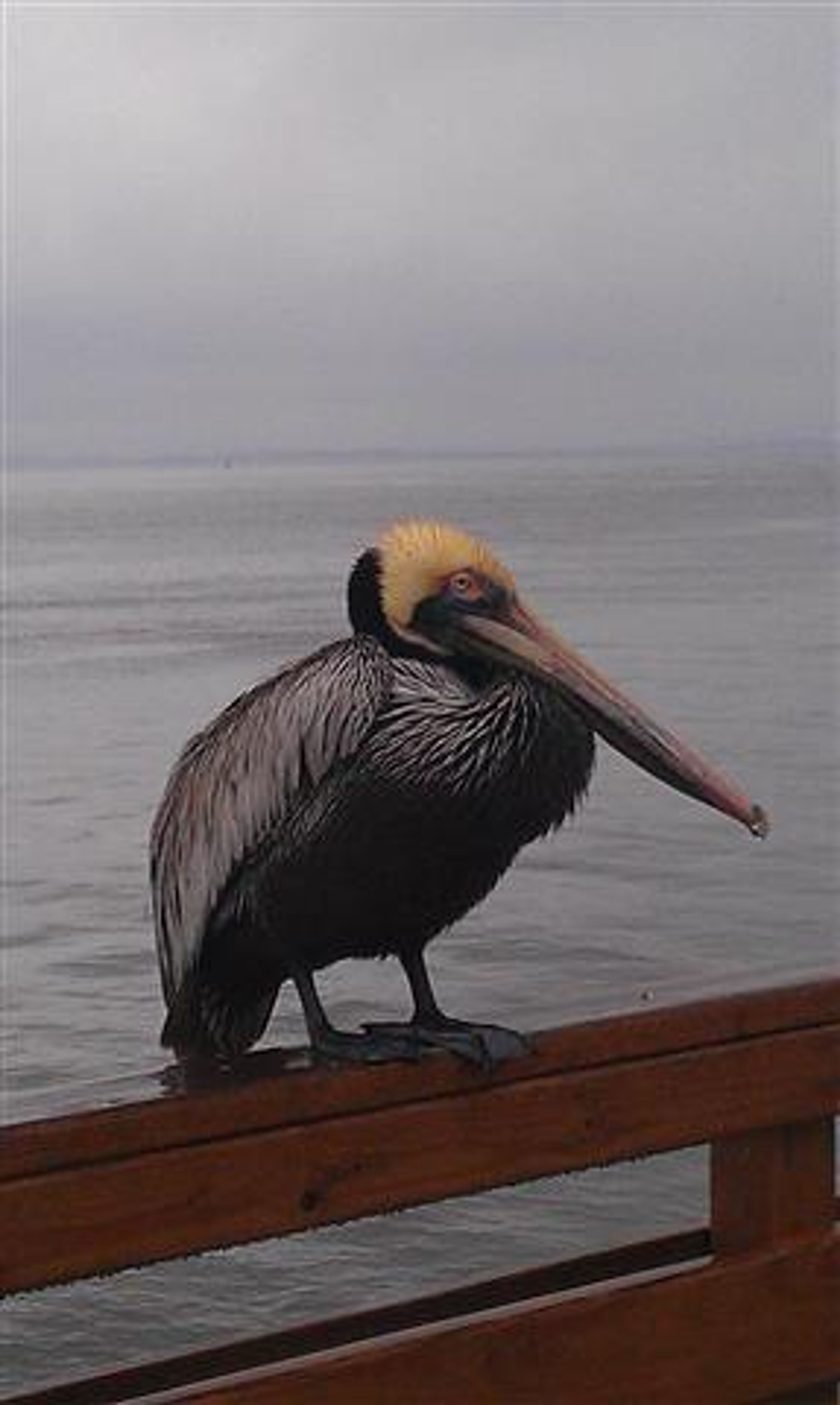 Withstanding the Weather at the Pier