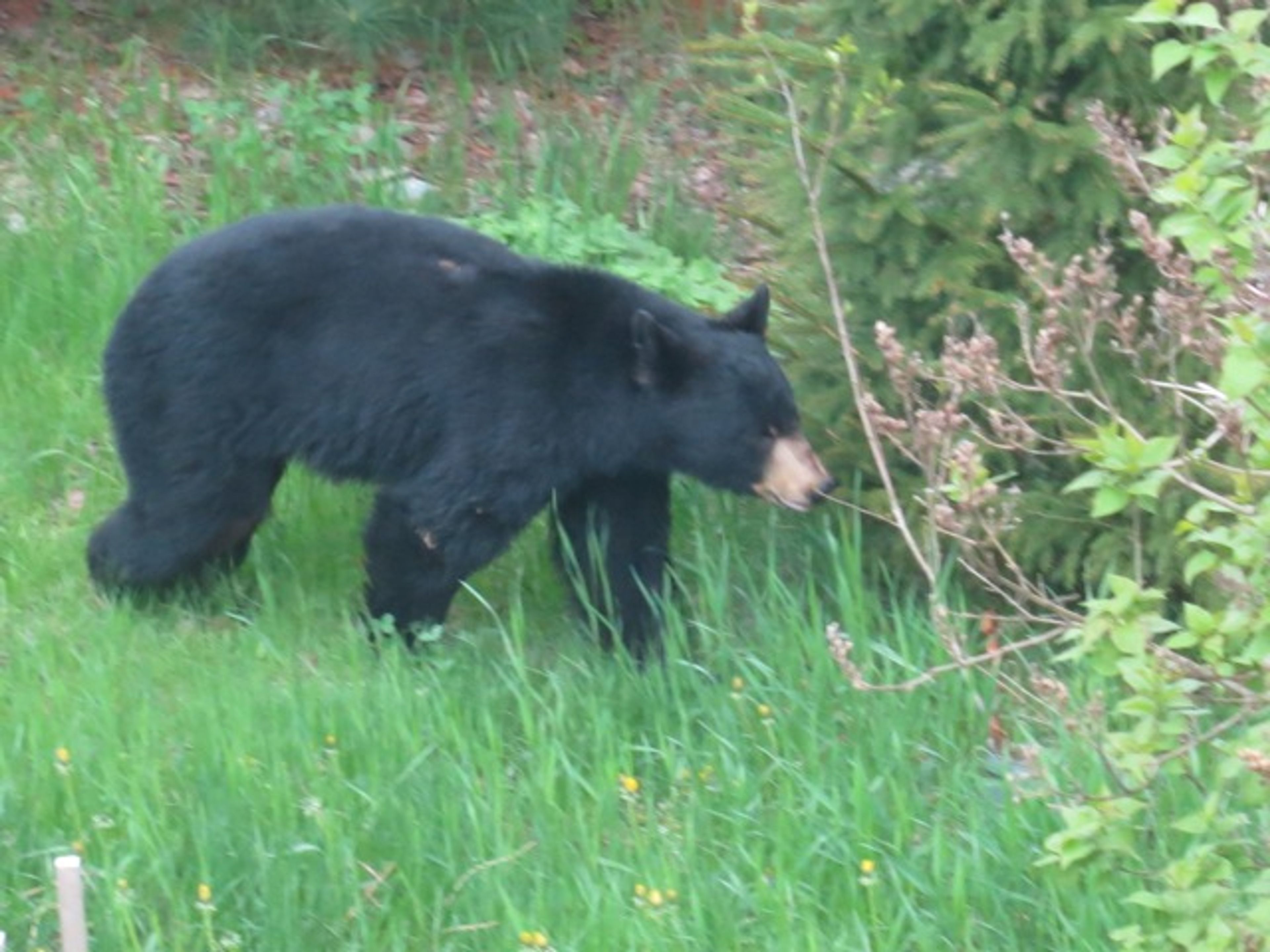 Private Yard | Wildlife Watching