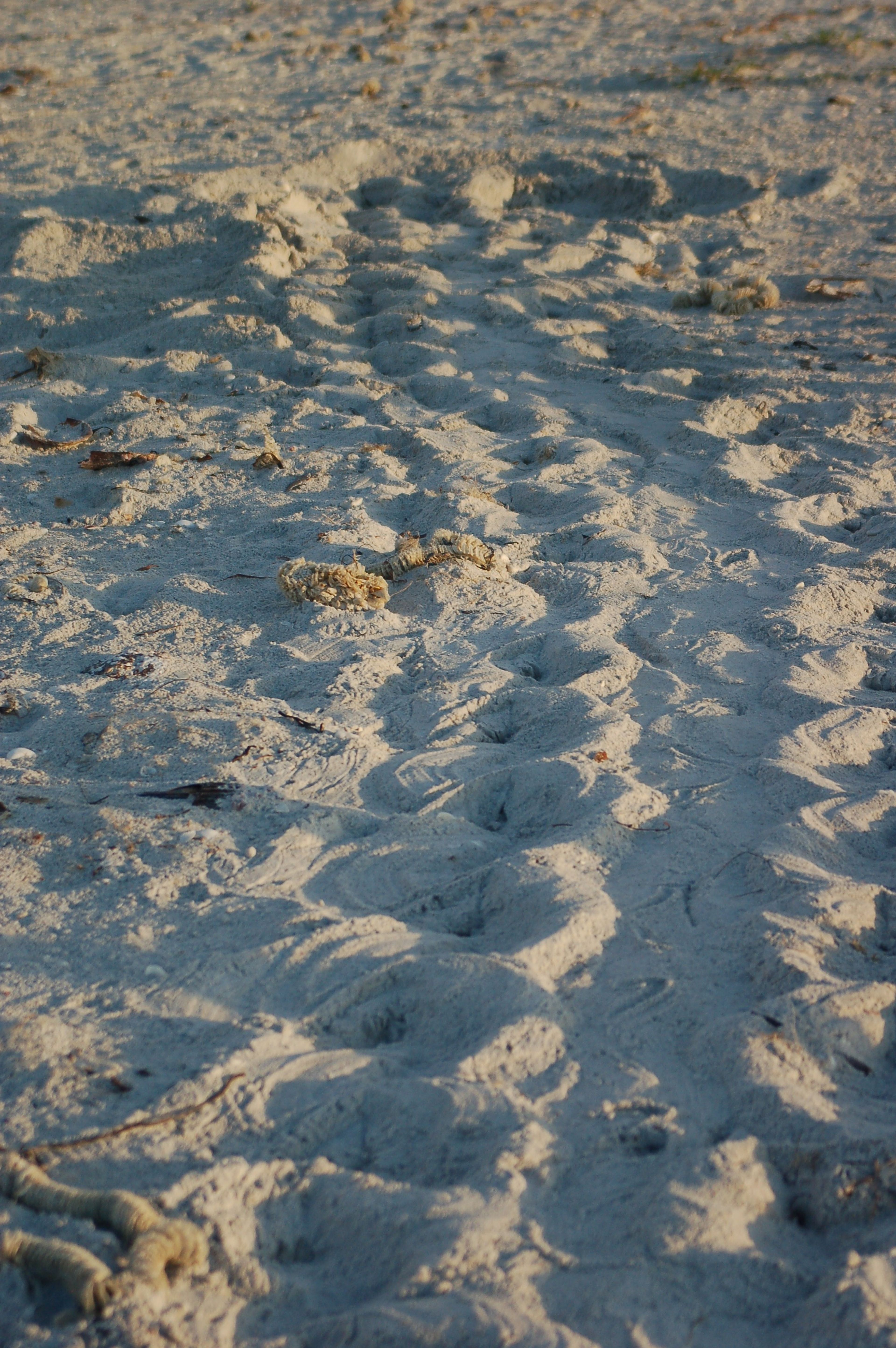Sanibel Beach