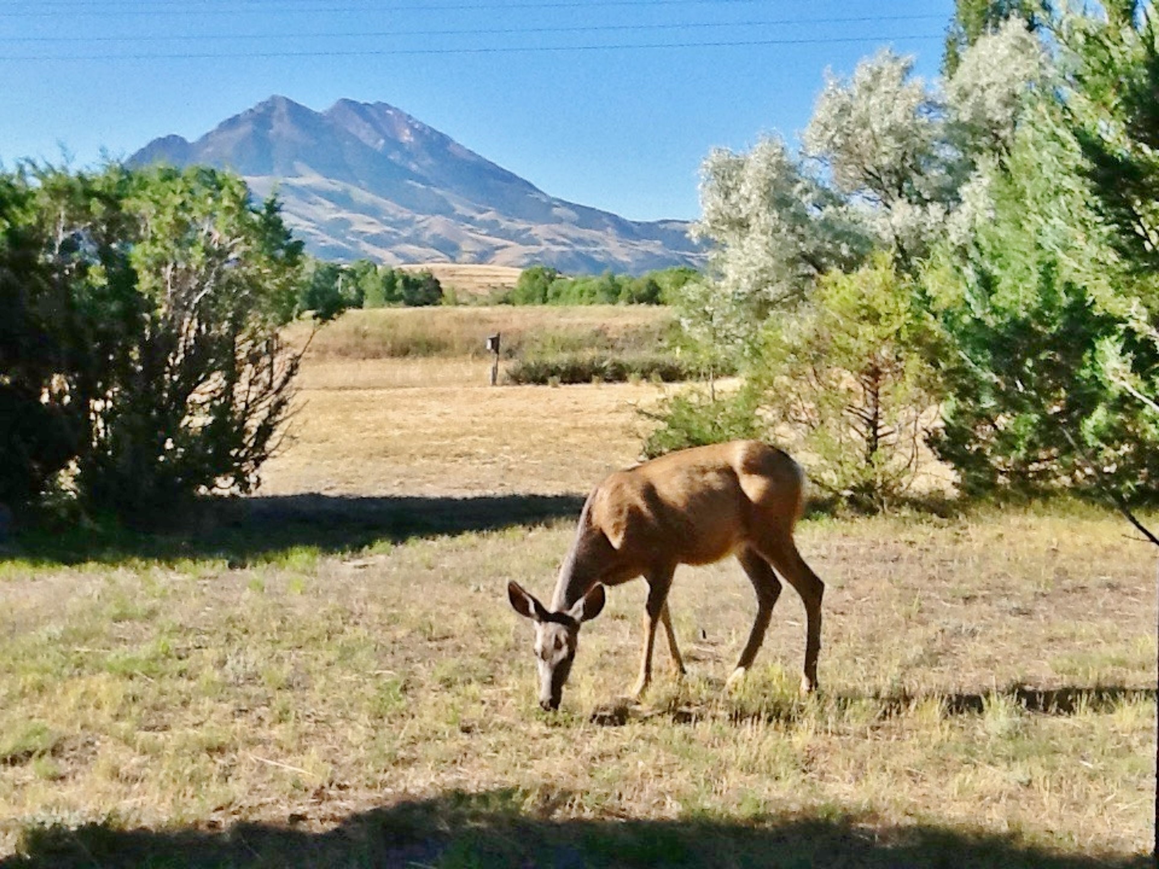 Exterior Space | Wildlife Present