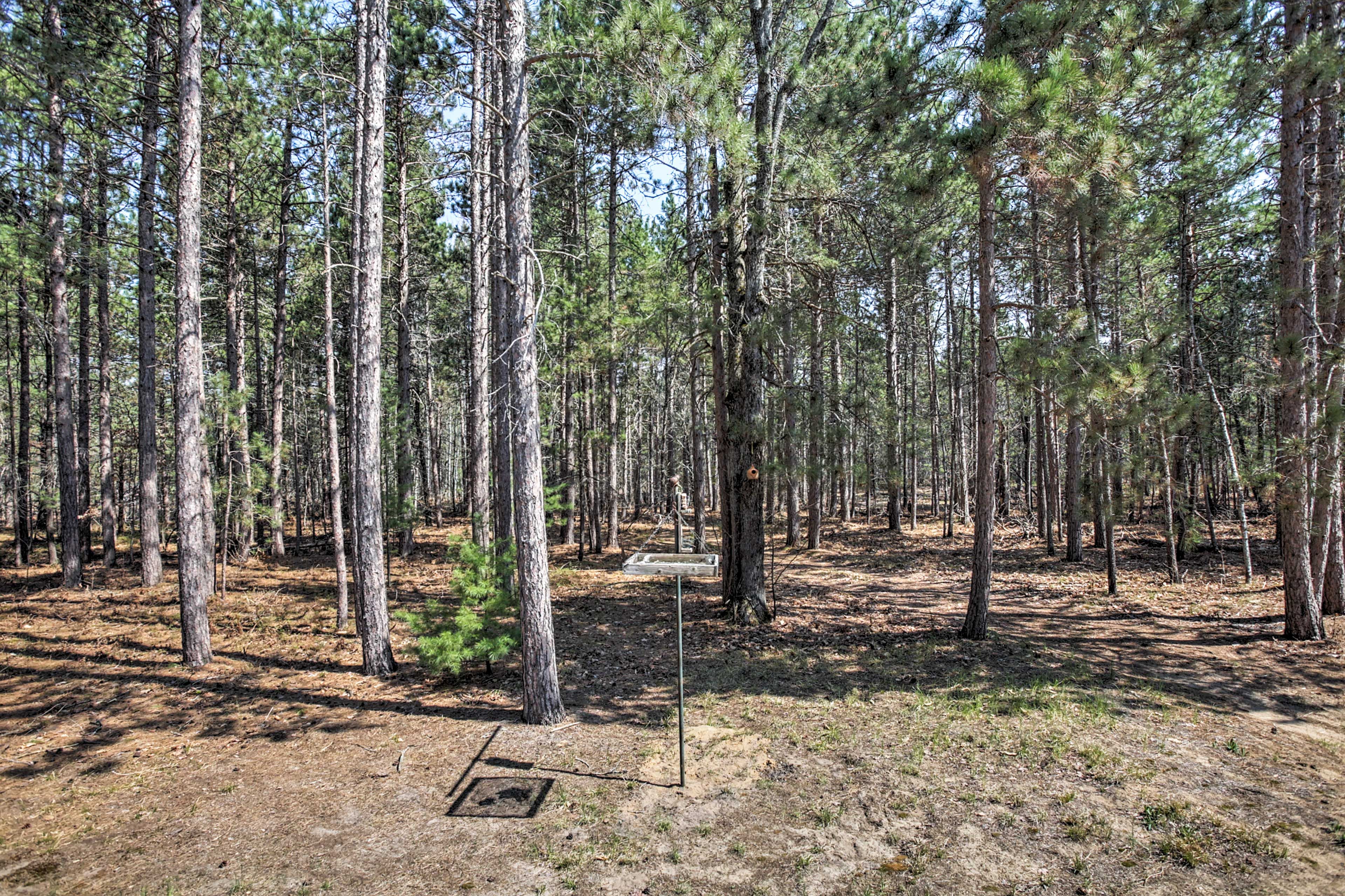 Yard | Bird Watching