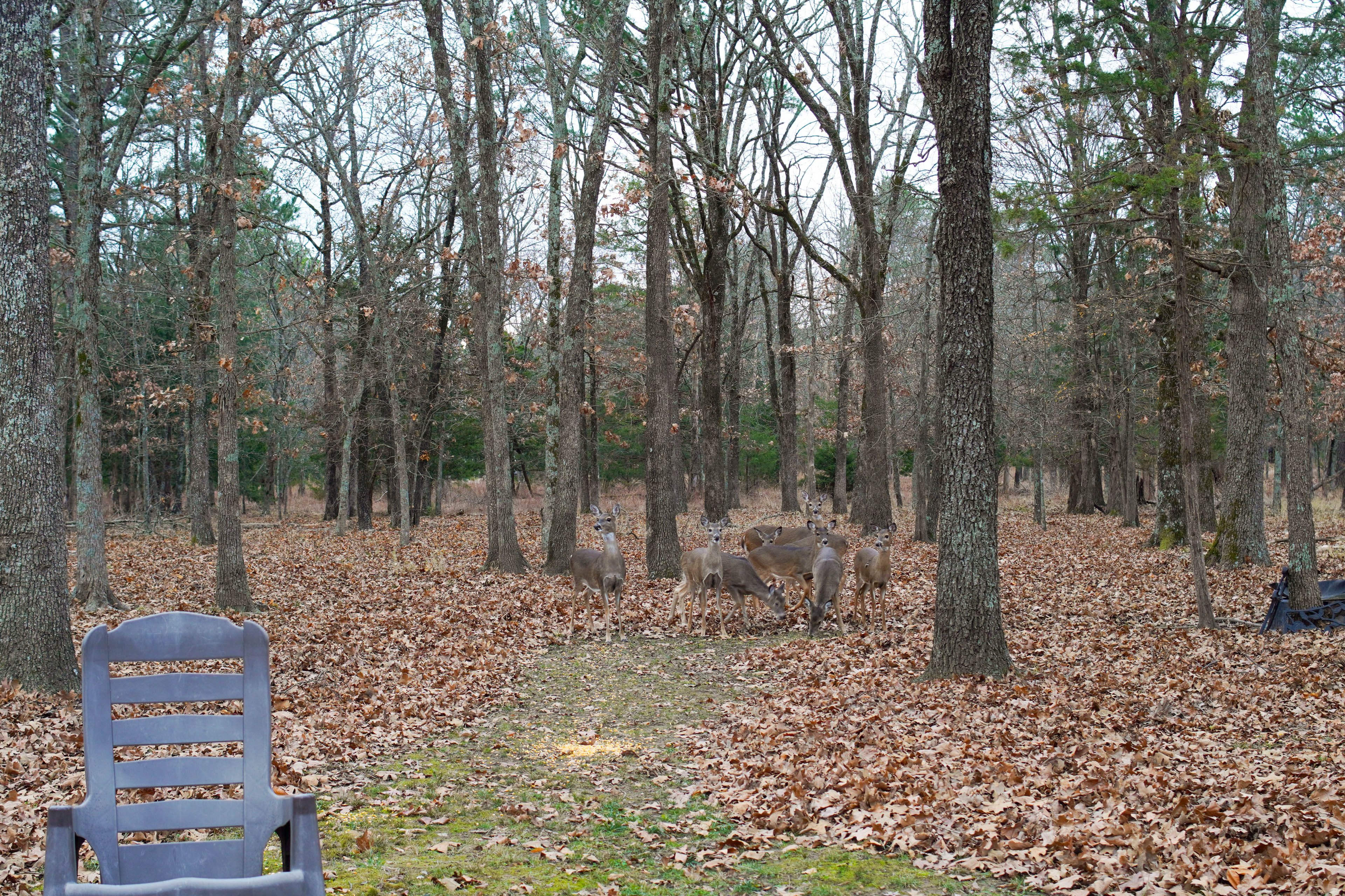 Wildlife Viewing