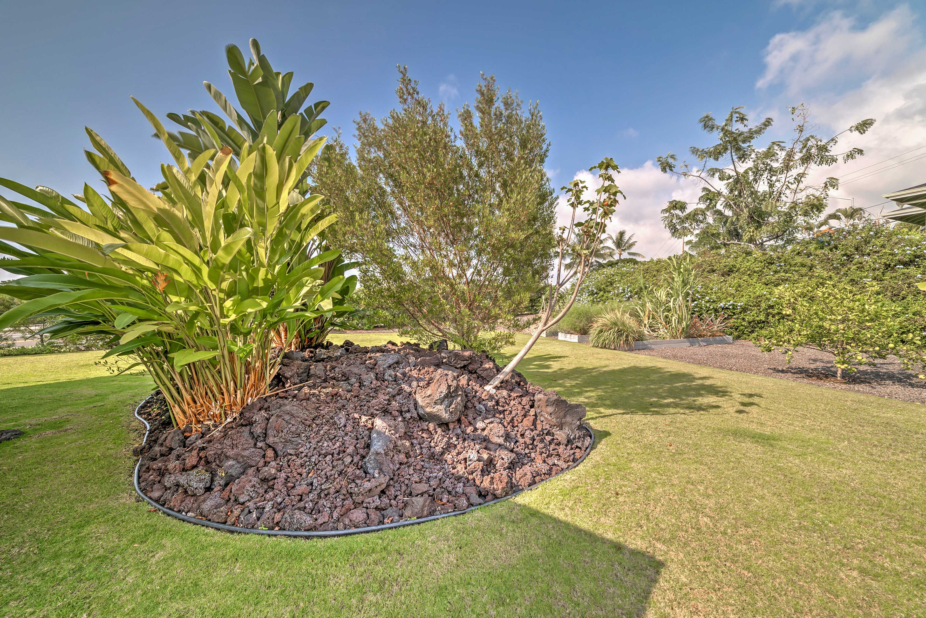 Outdoor Space | Fruit Trees