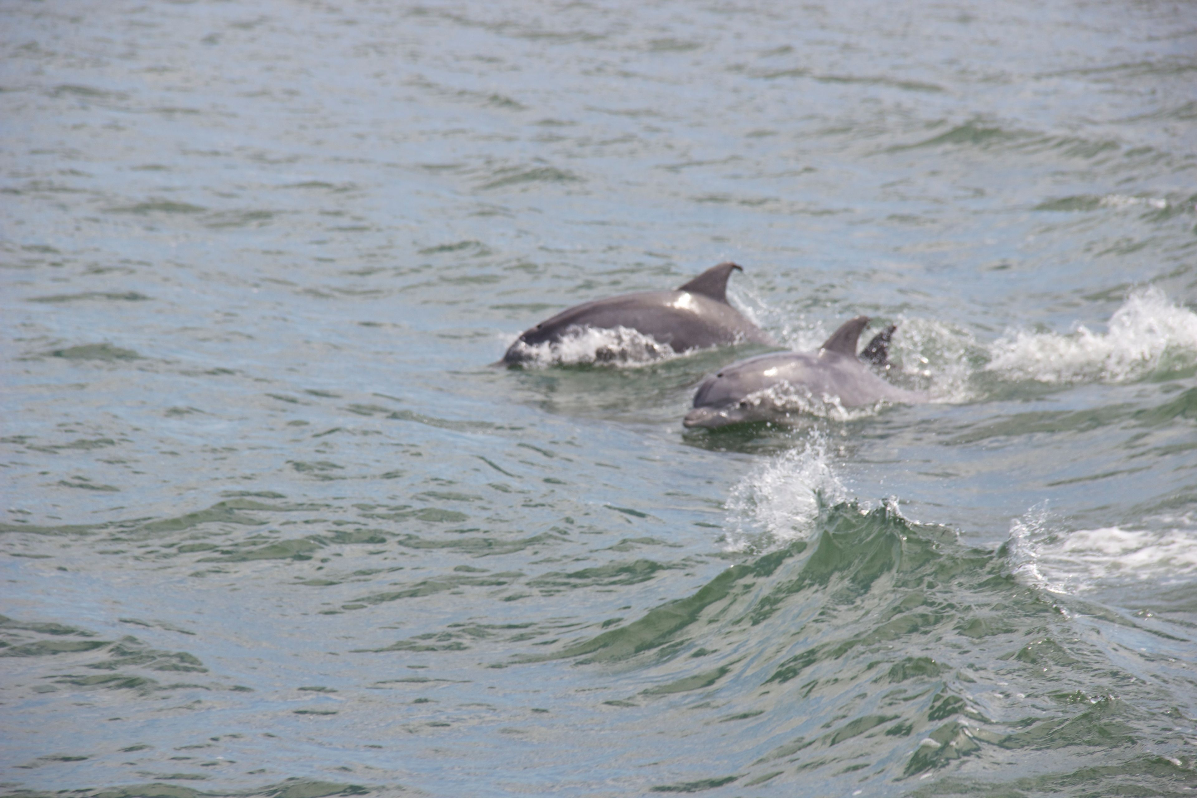 Be sure to go dolphin watching!