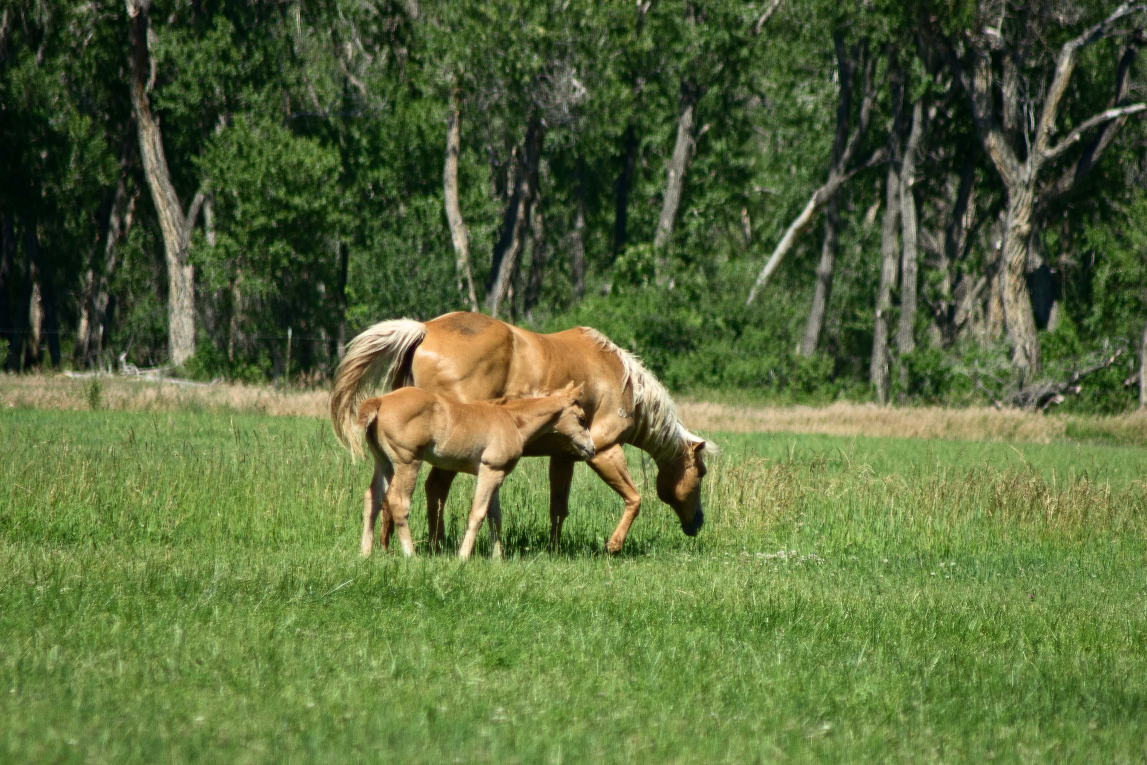 Wildlife Viewing