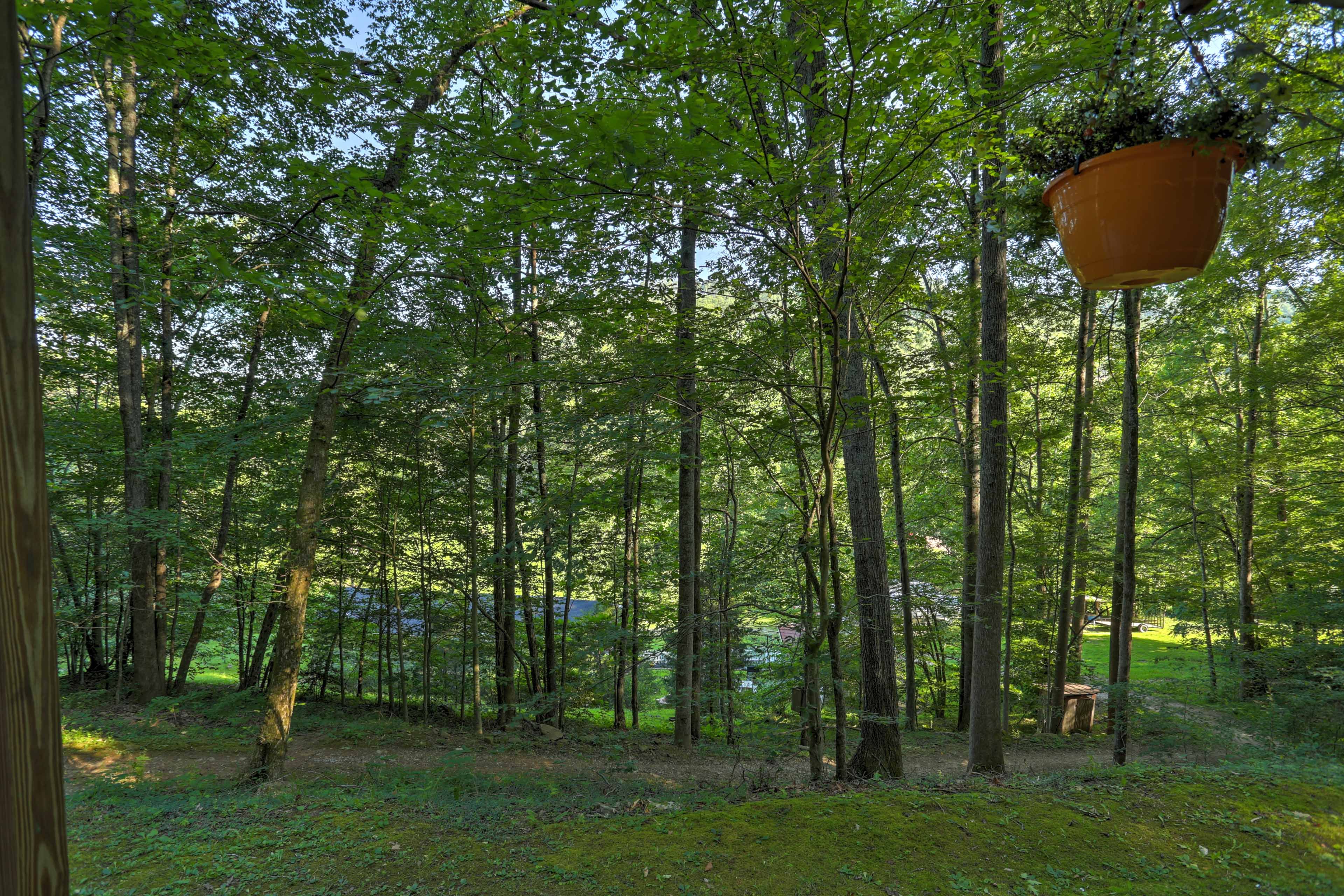 You have amazing views of the dense forest from the porch.