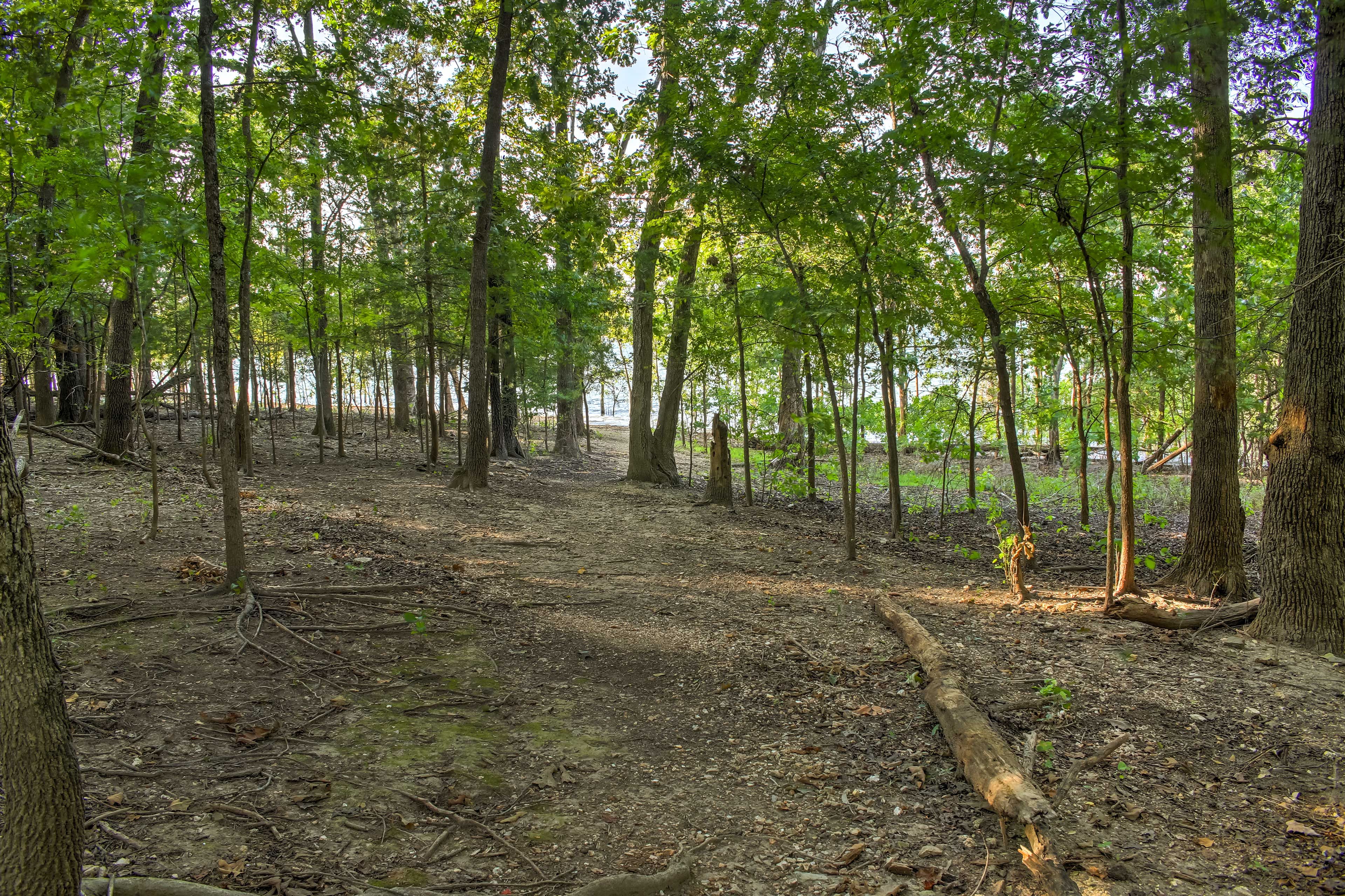 Surrounding Forest