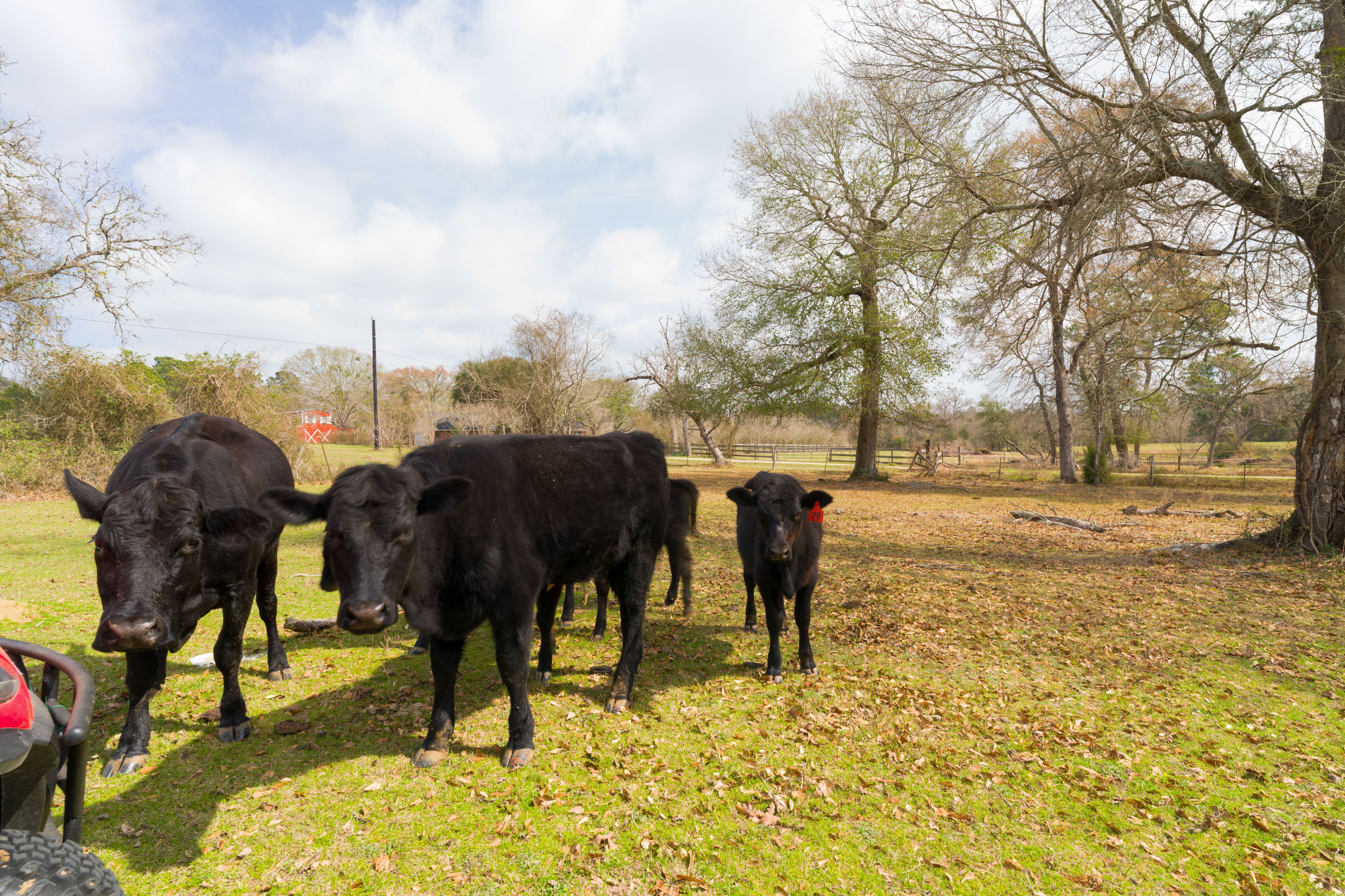 Farm Animals On-Site
