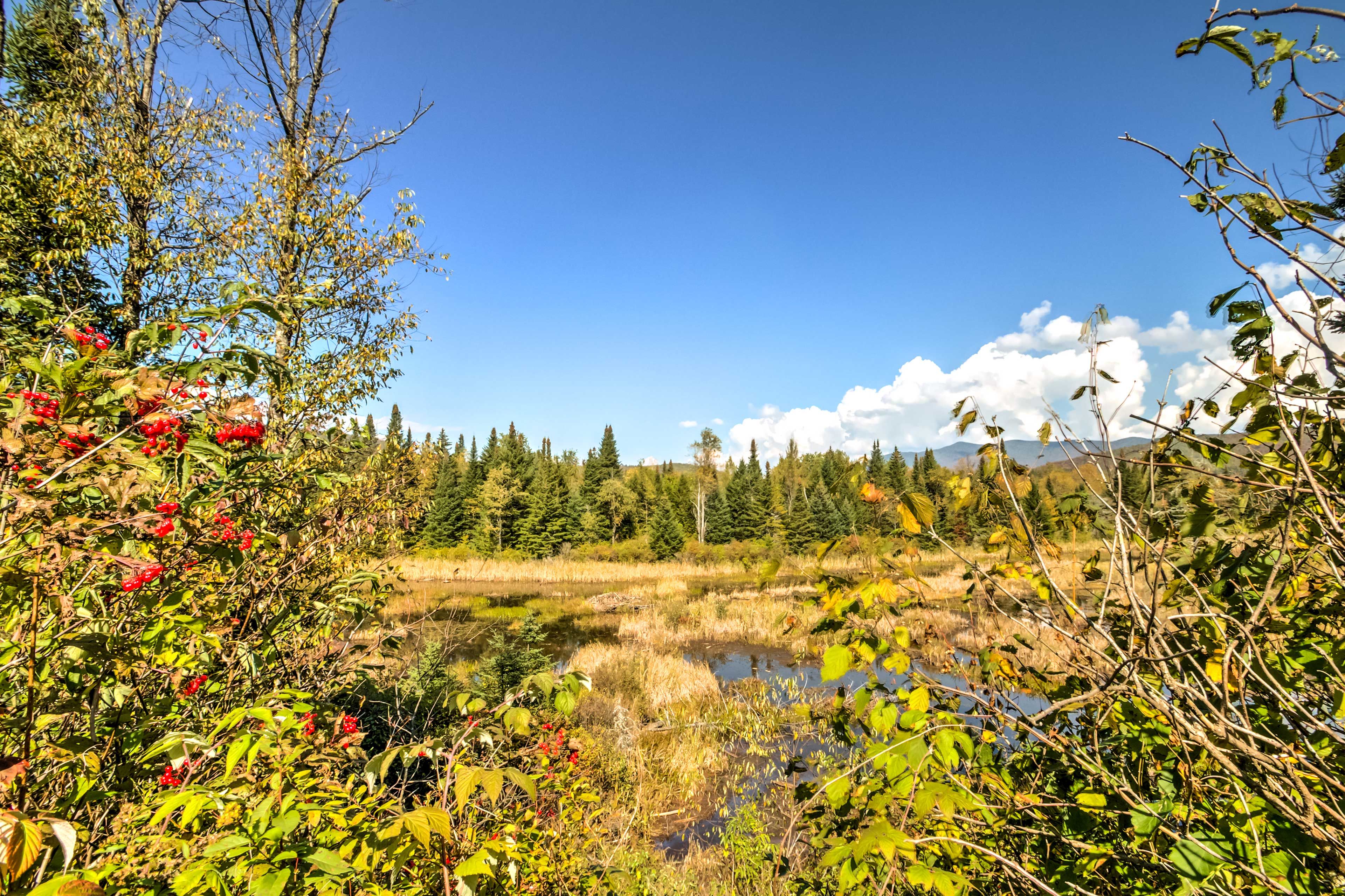 Surrounding Forest