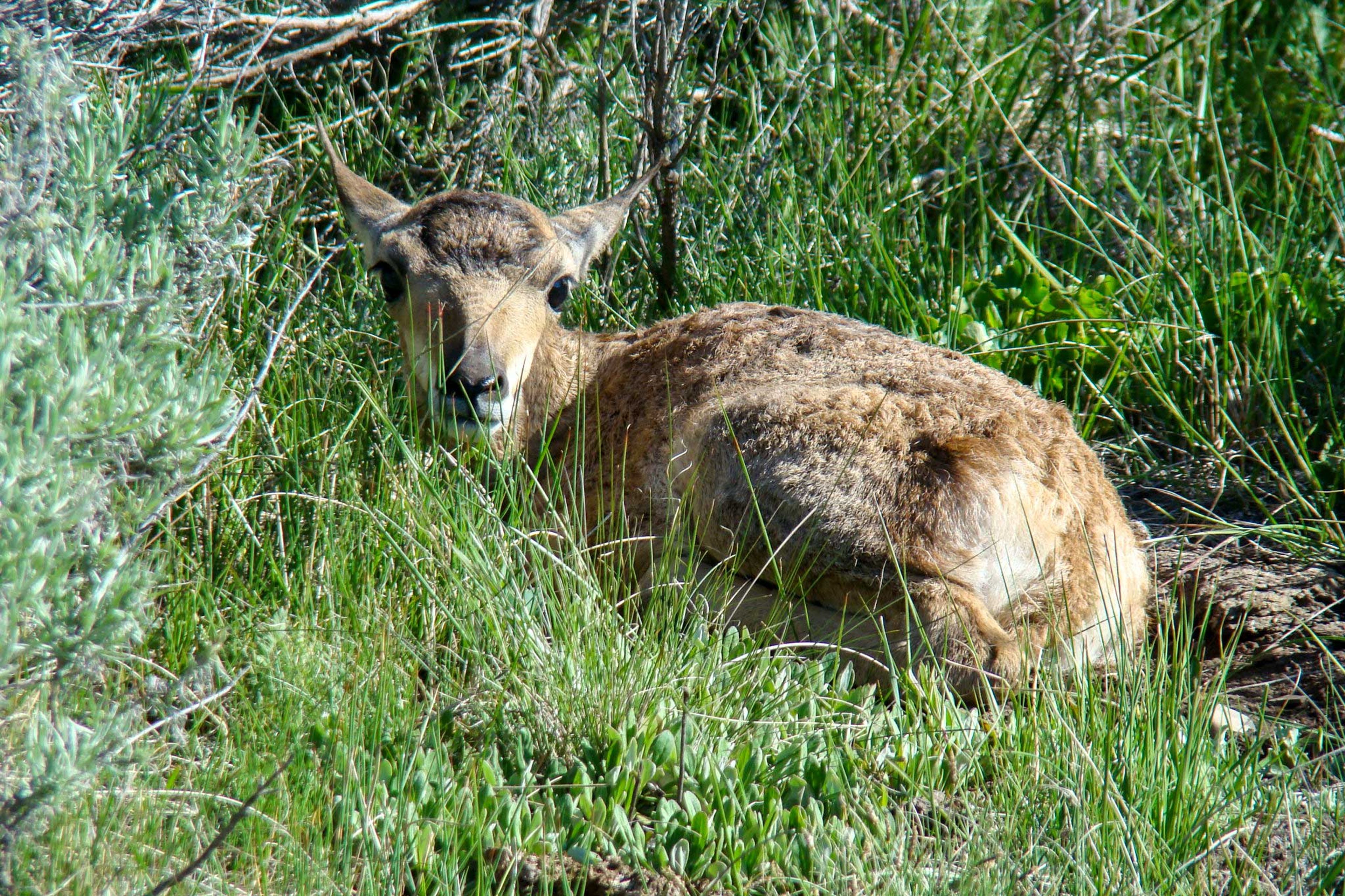 Wildlife Viewing On-Site