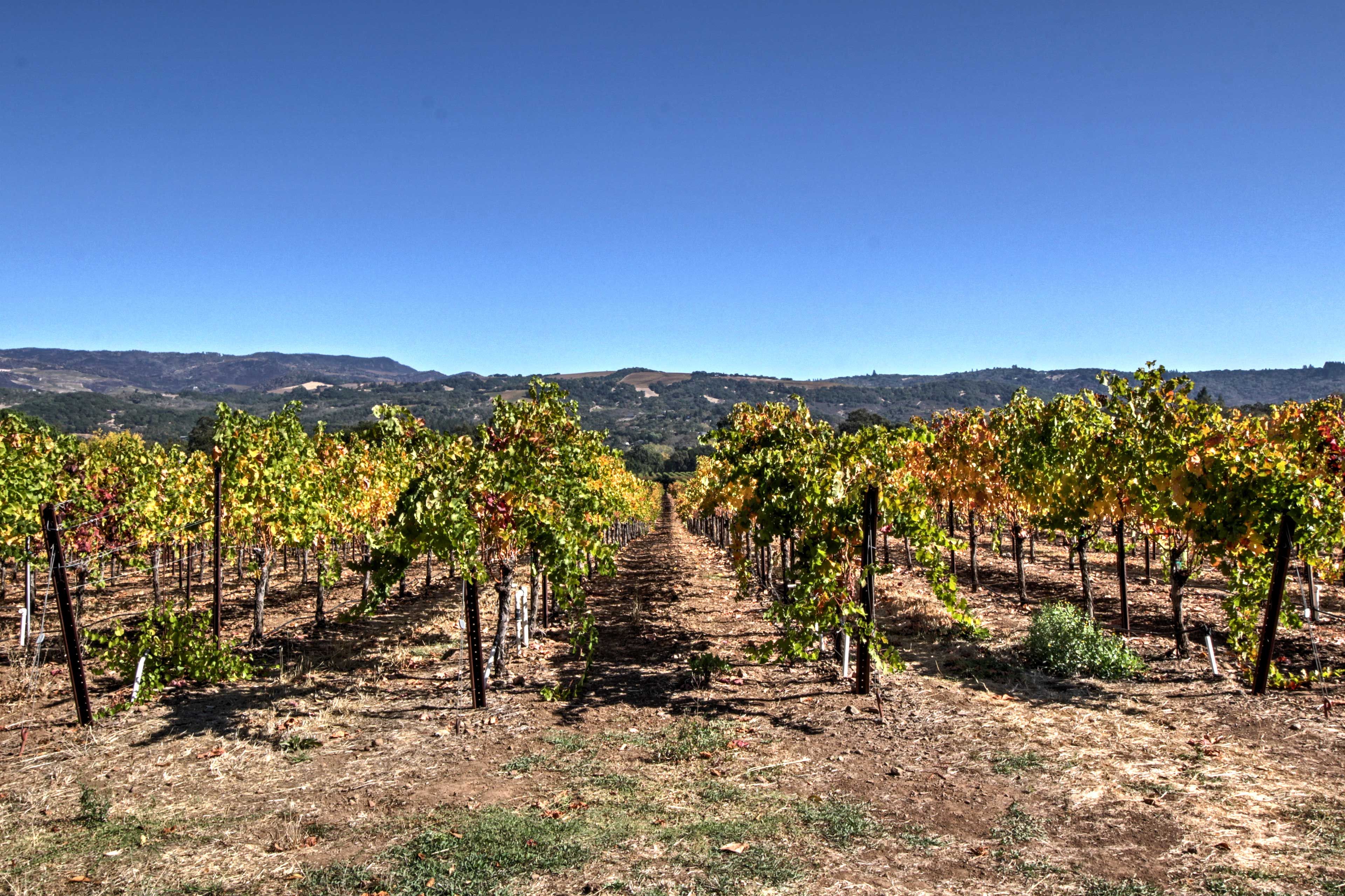 On-Site Vineyard