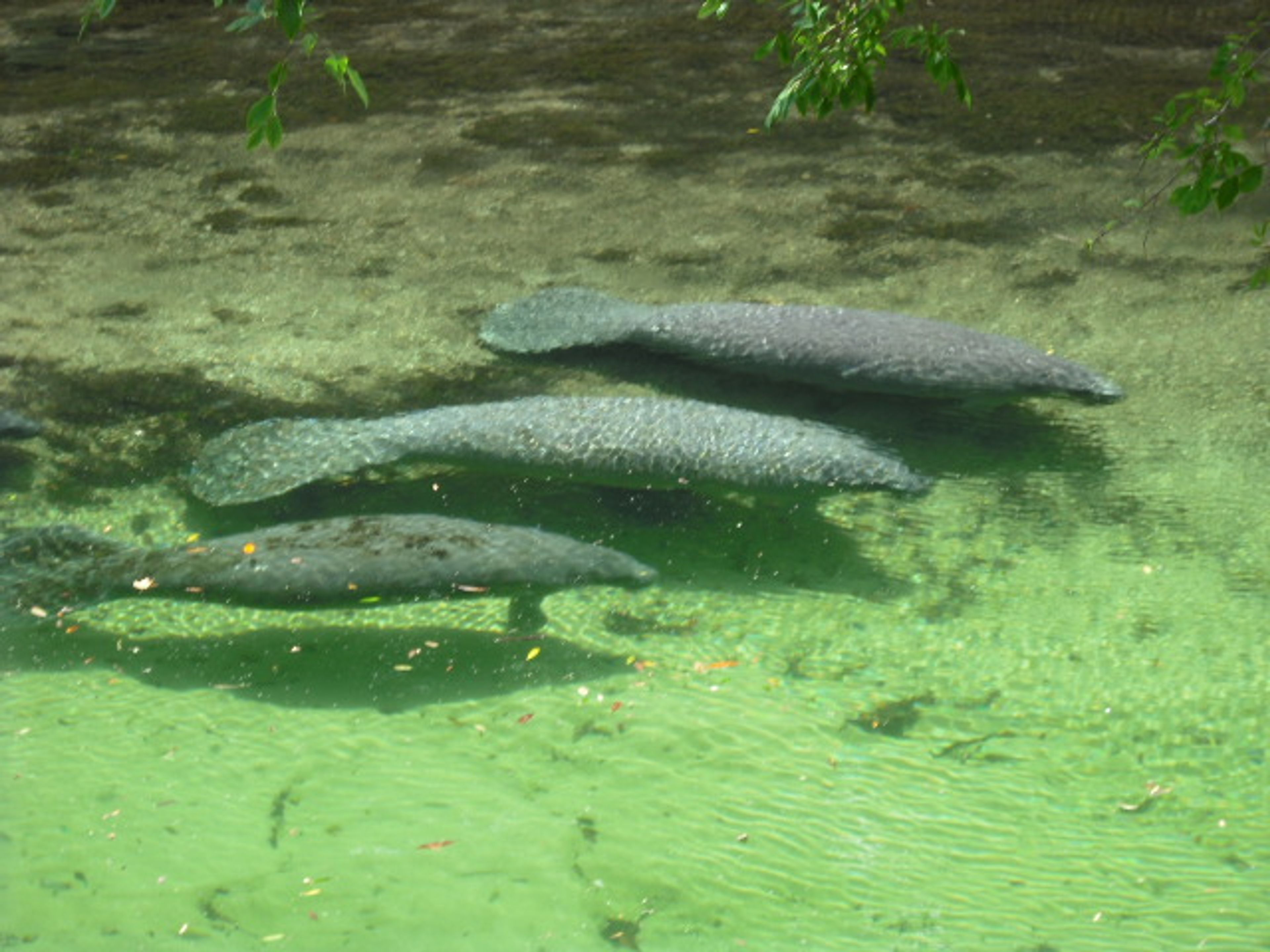 Manatee Views