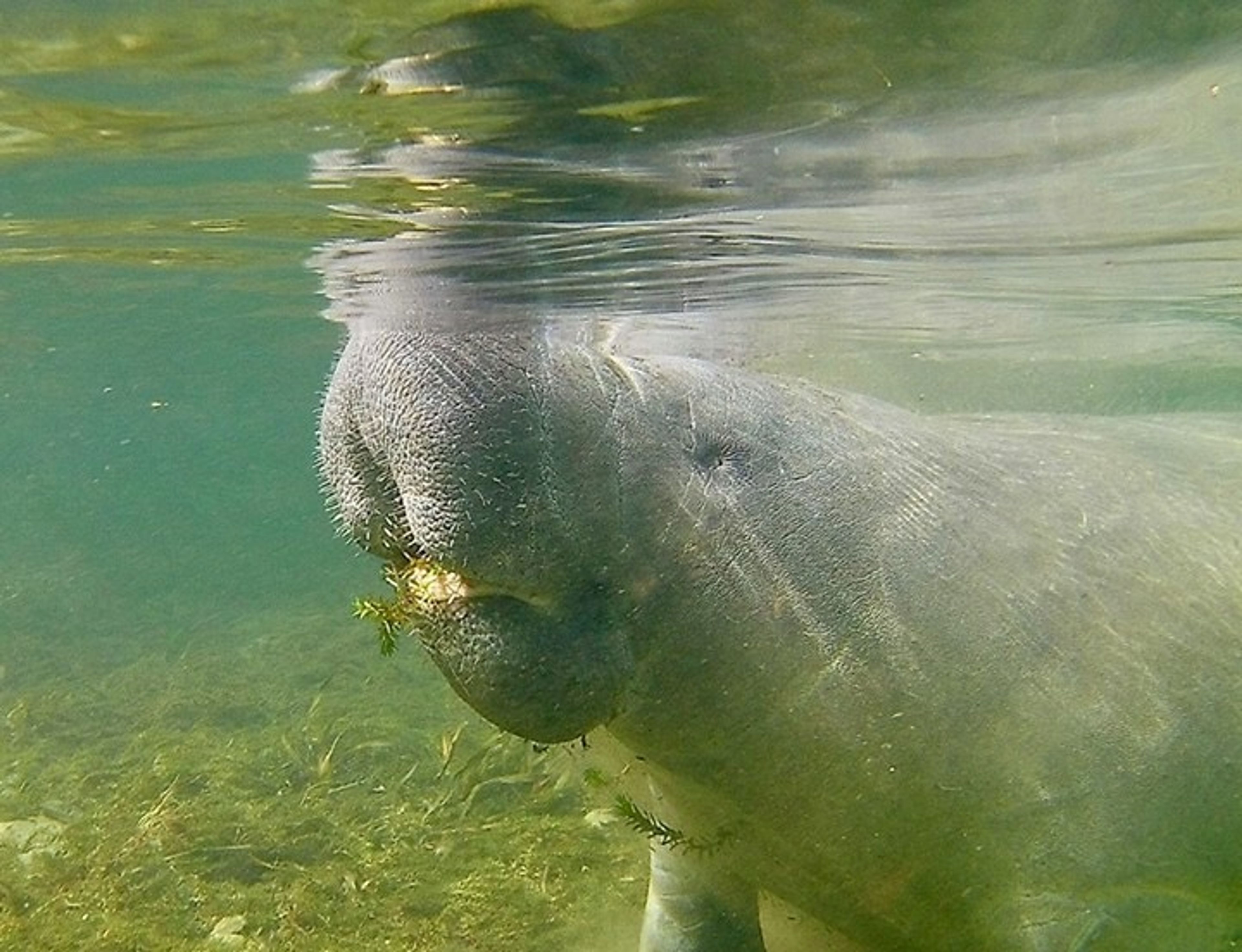 Manatee Views