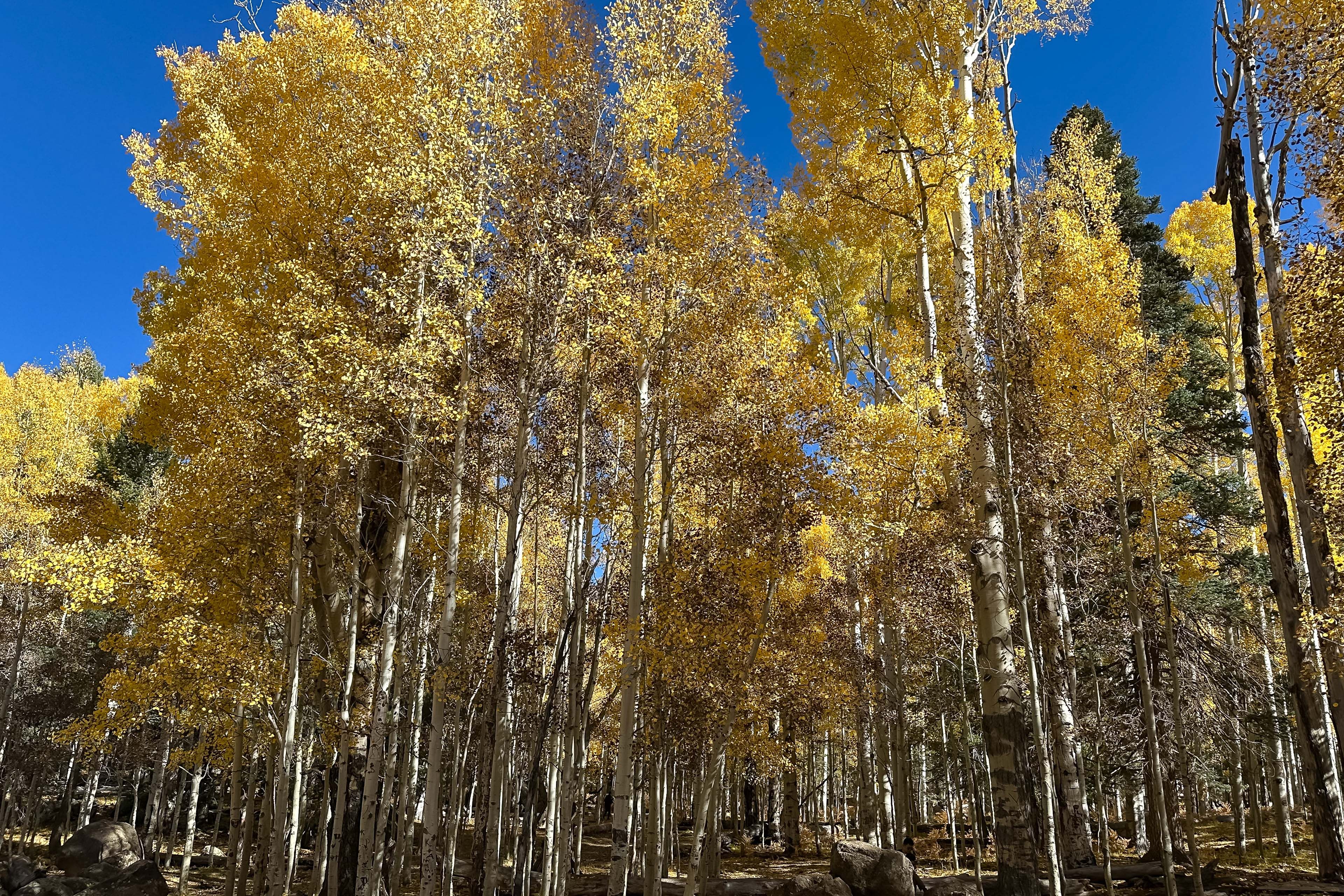 Fall Colors