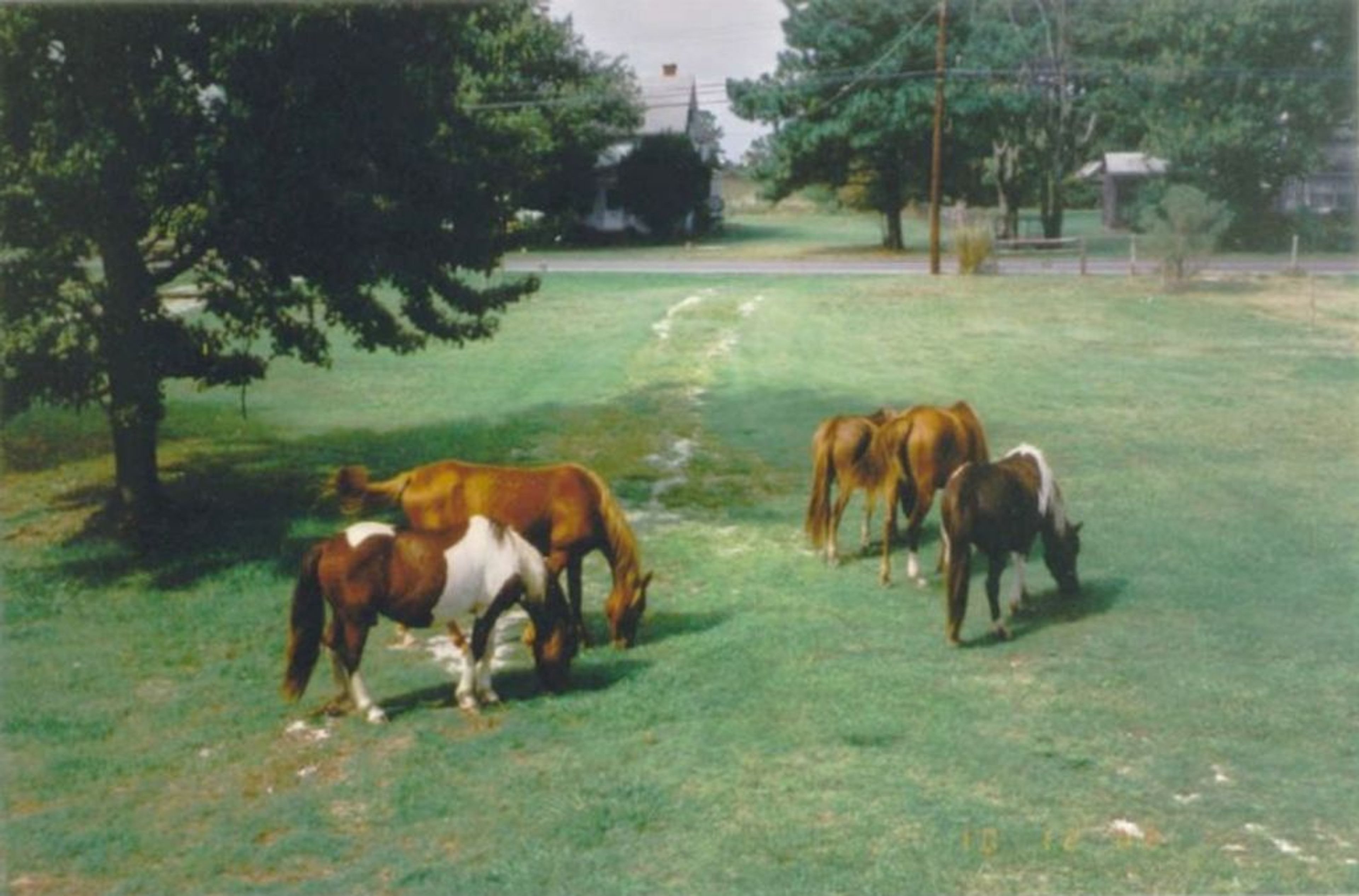 Wildlife Viewing | 1,000 Sq Ft