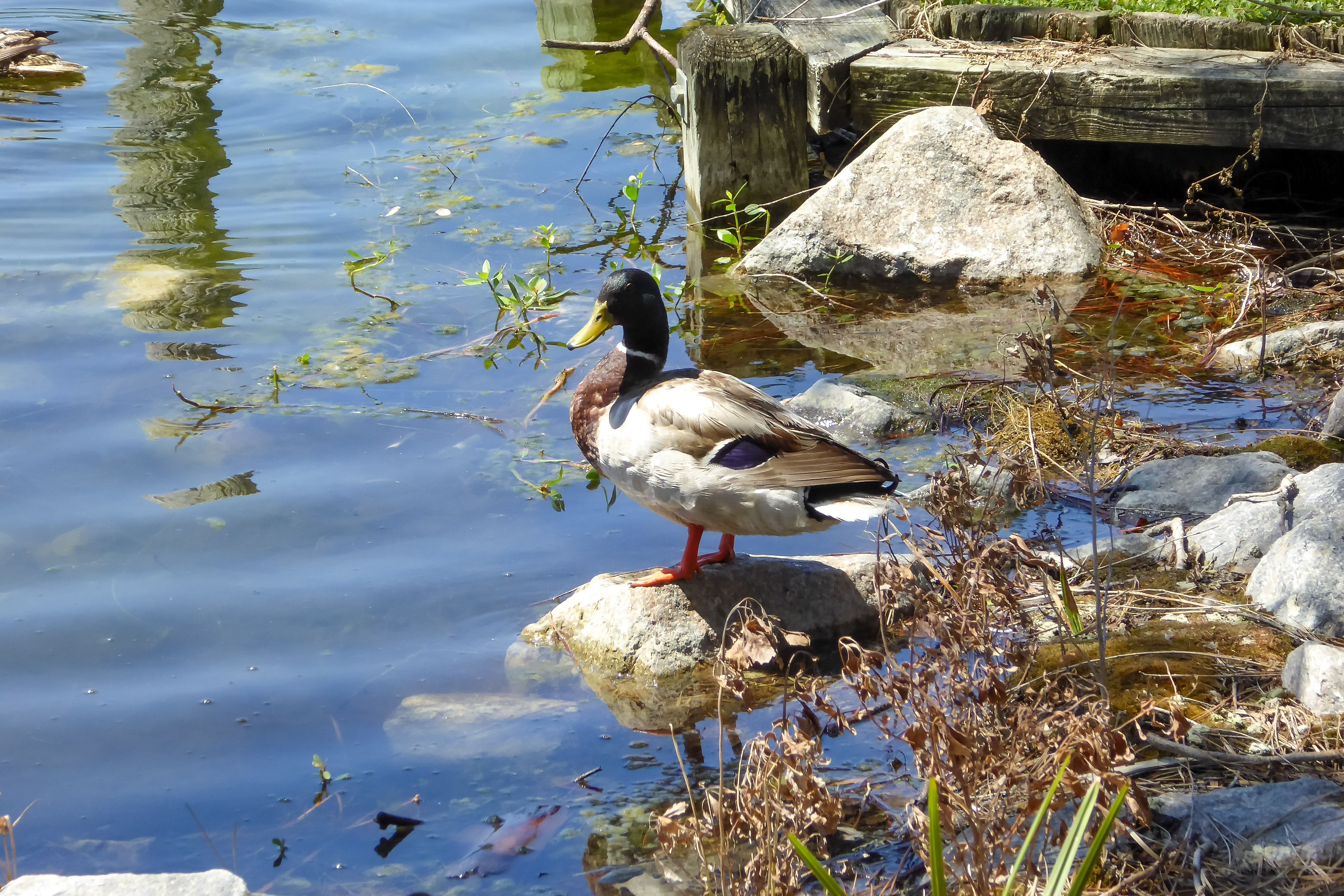 Image 33