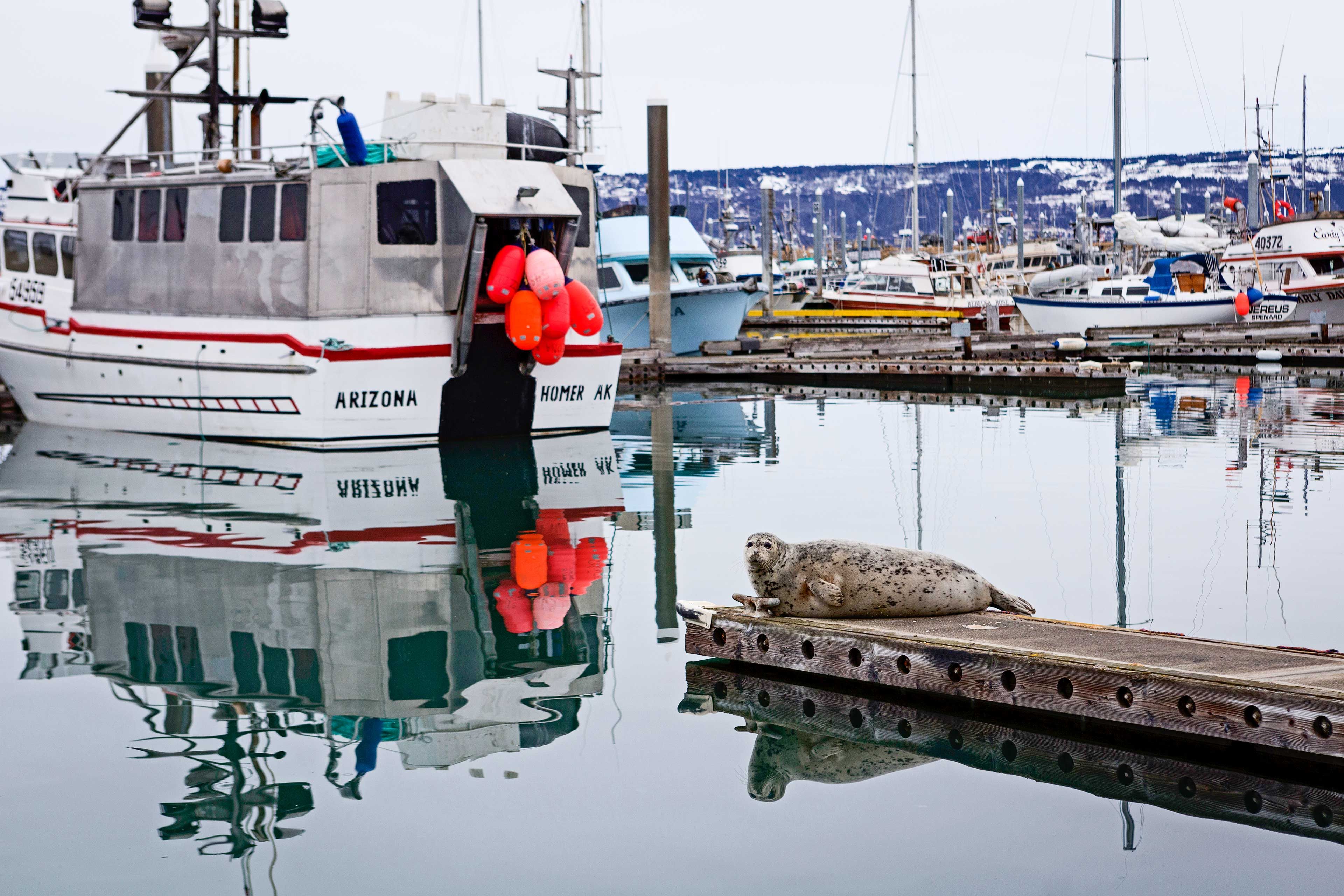 Nearby Marina | Kachemak Bay