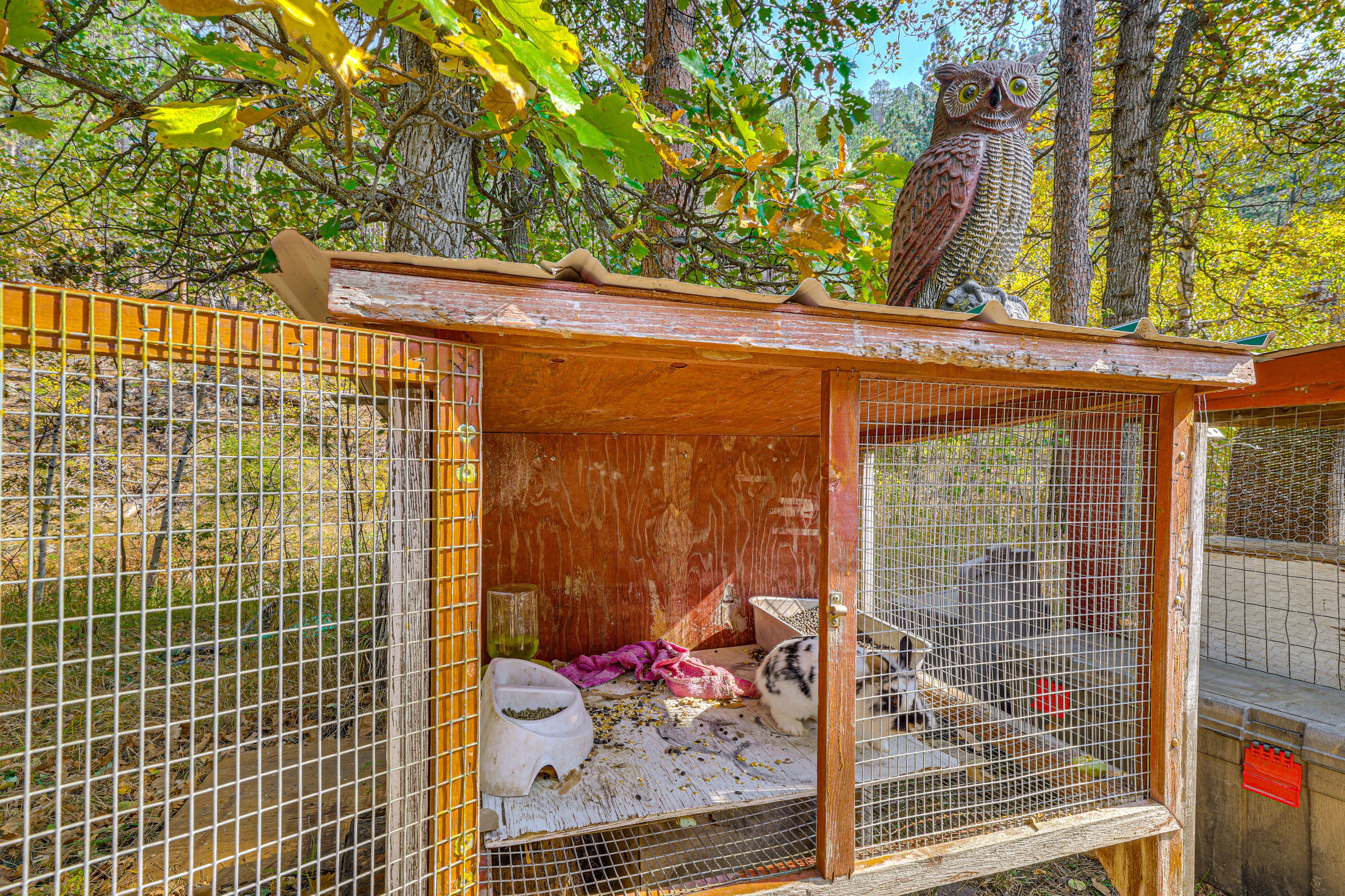 Bunnies & Chickens On-Site