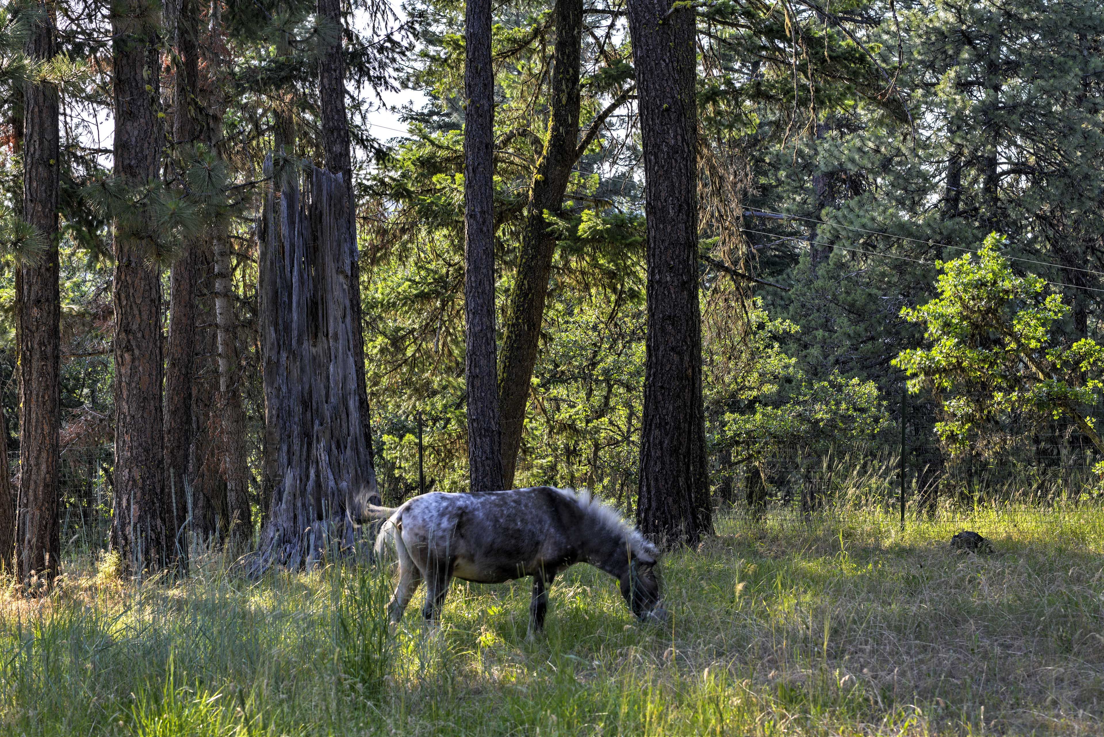 Wildlife On-Site
