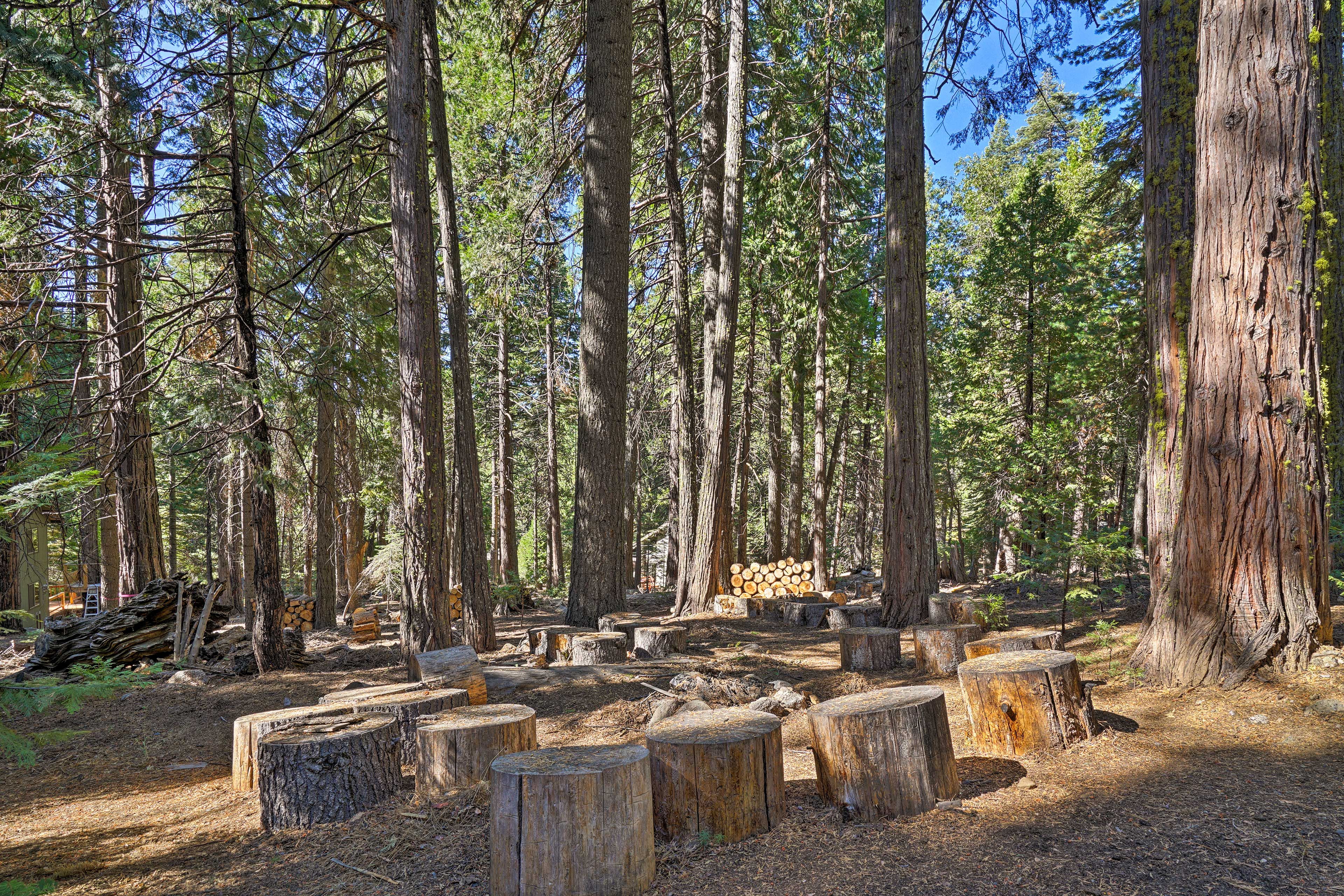 Stargaze & eat s'mores while surrounded by towering trees.