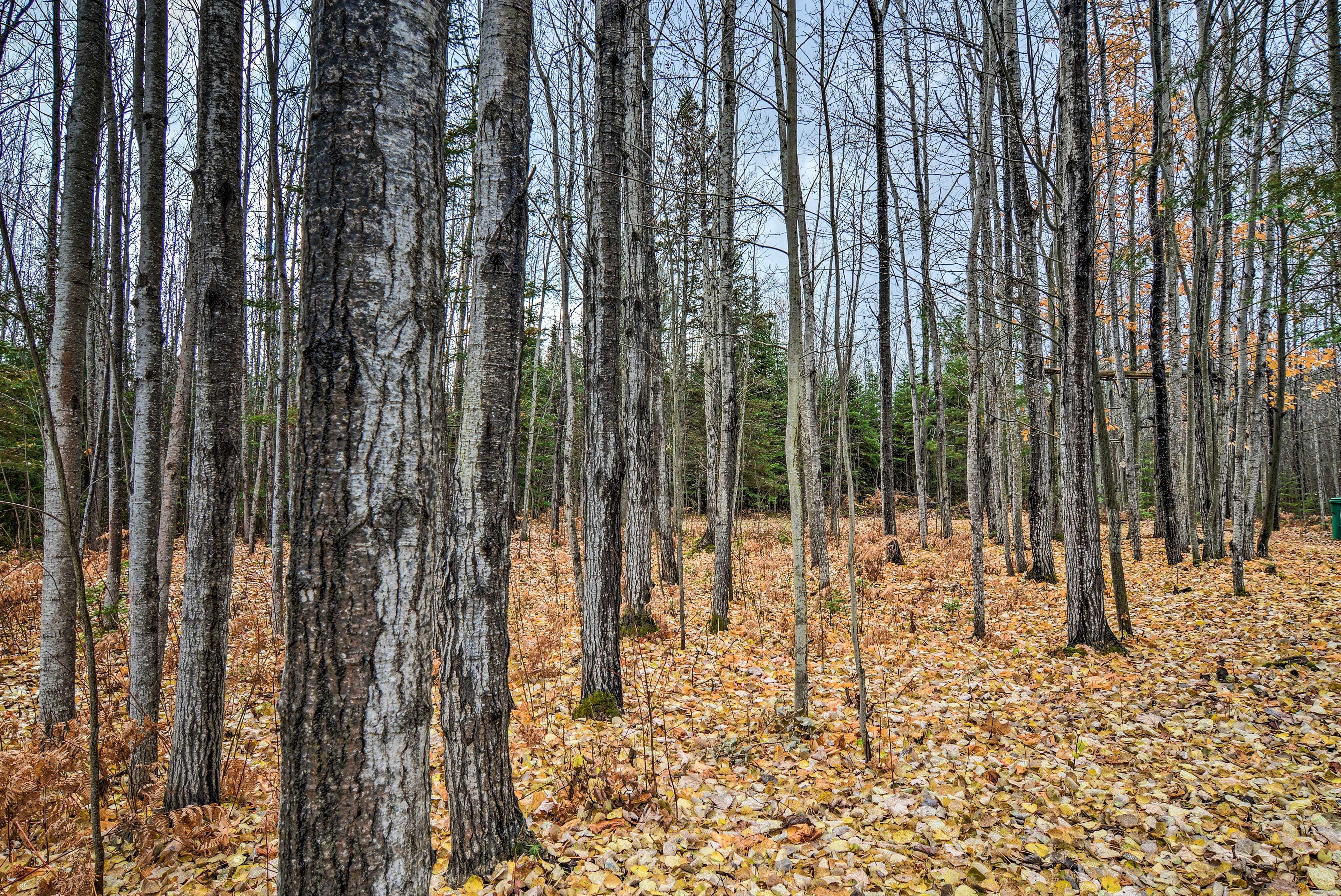 On-Site Access | 700 Acre Lot