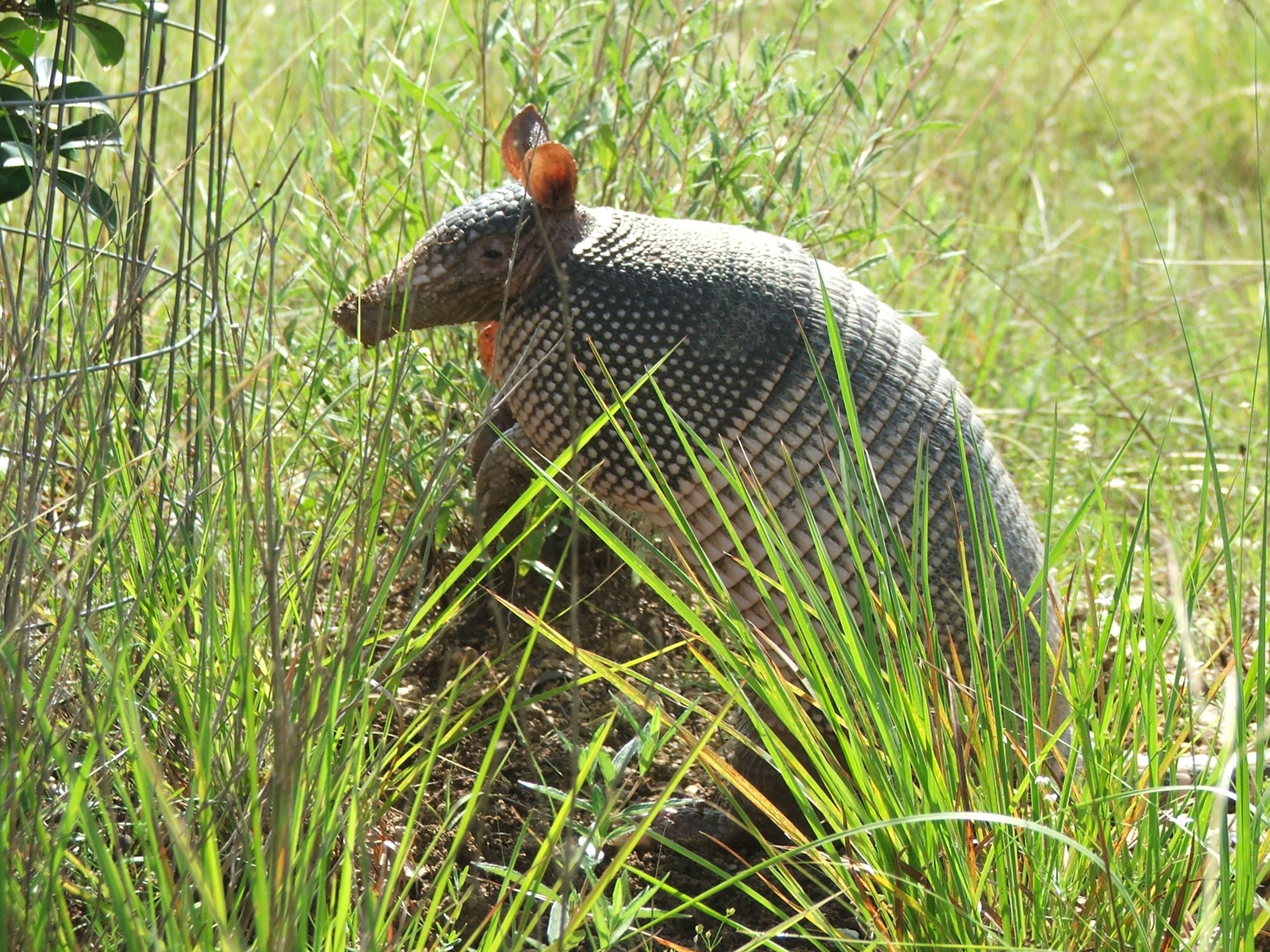 Wildlife Sights