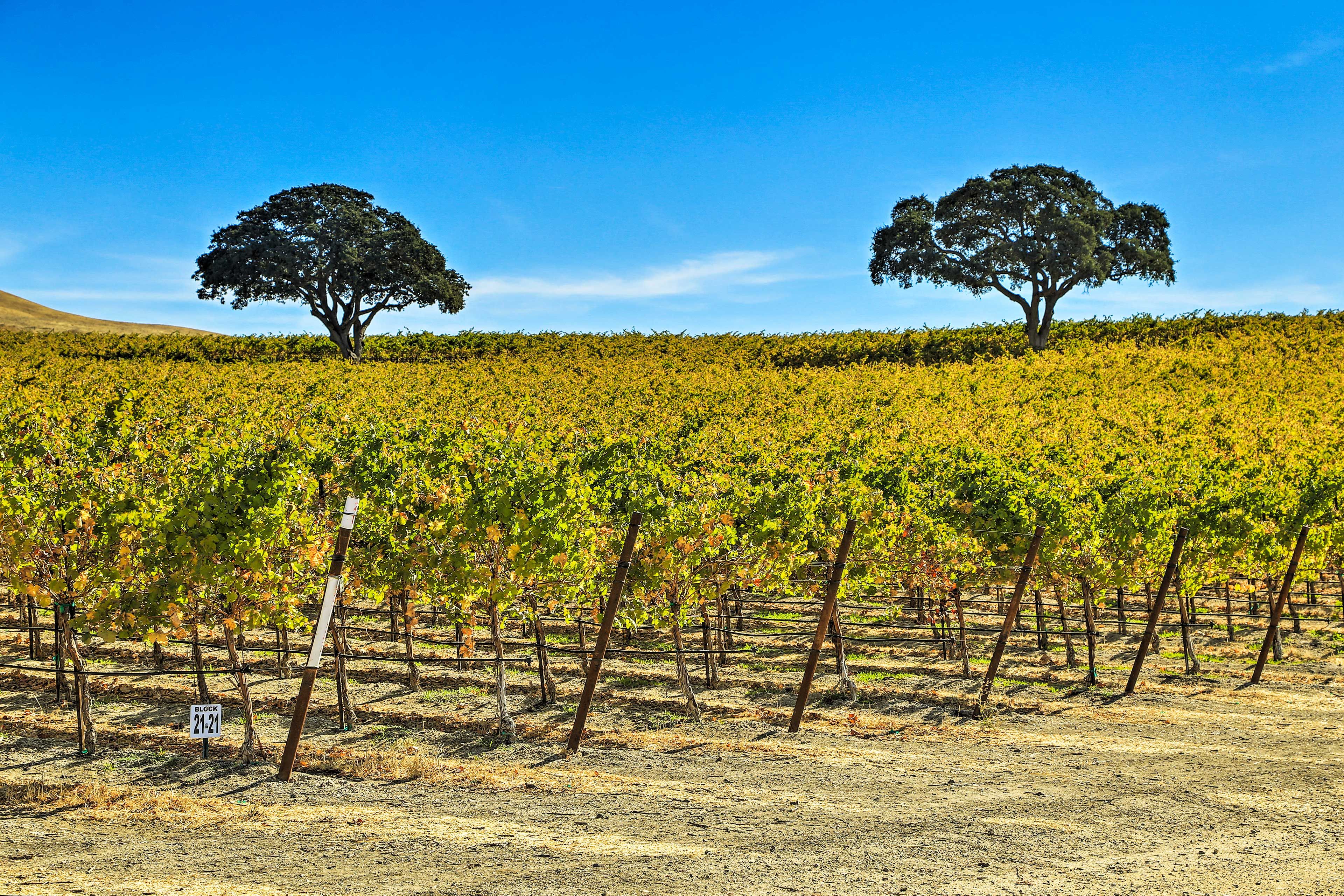 Nearby Vineyard