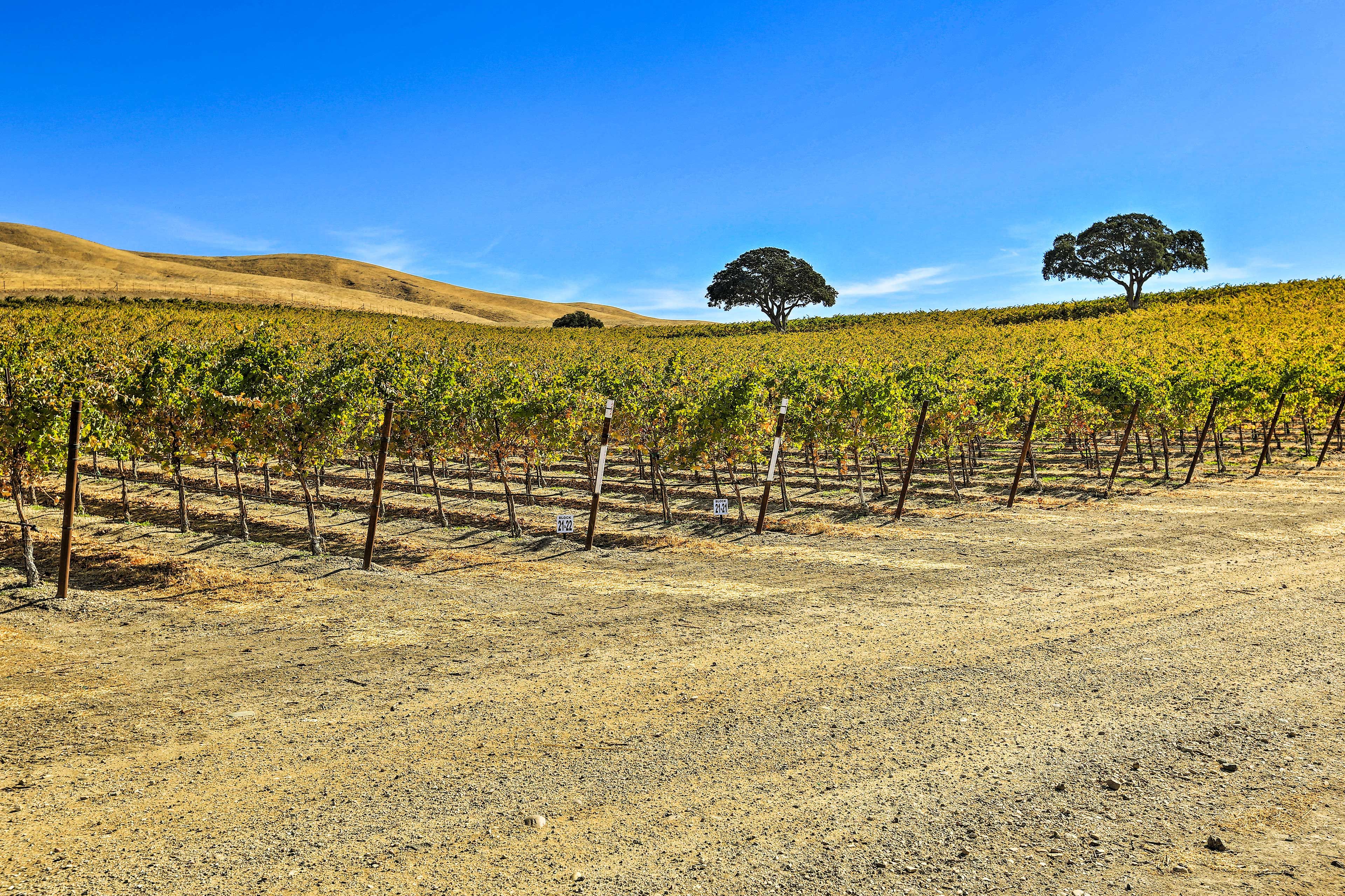Vineyard Nearby