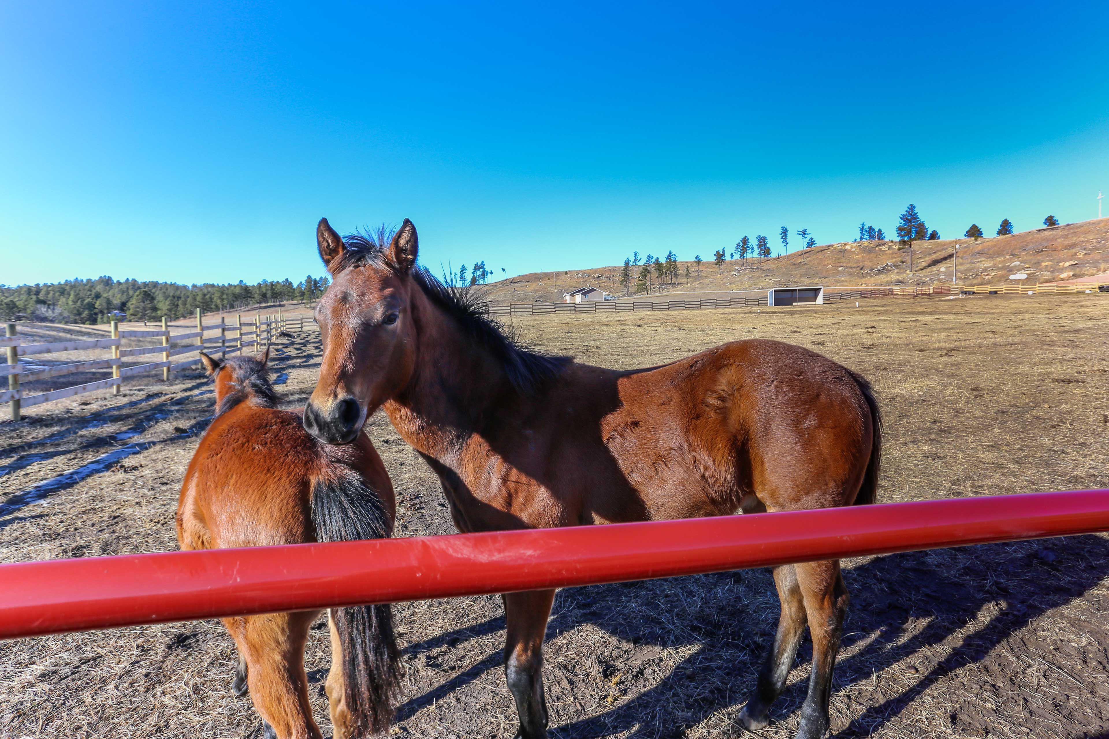 You'll drive by these friendly horses on your way to the cabin.
