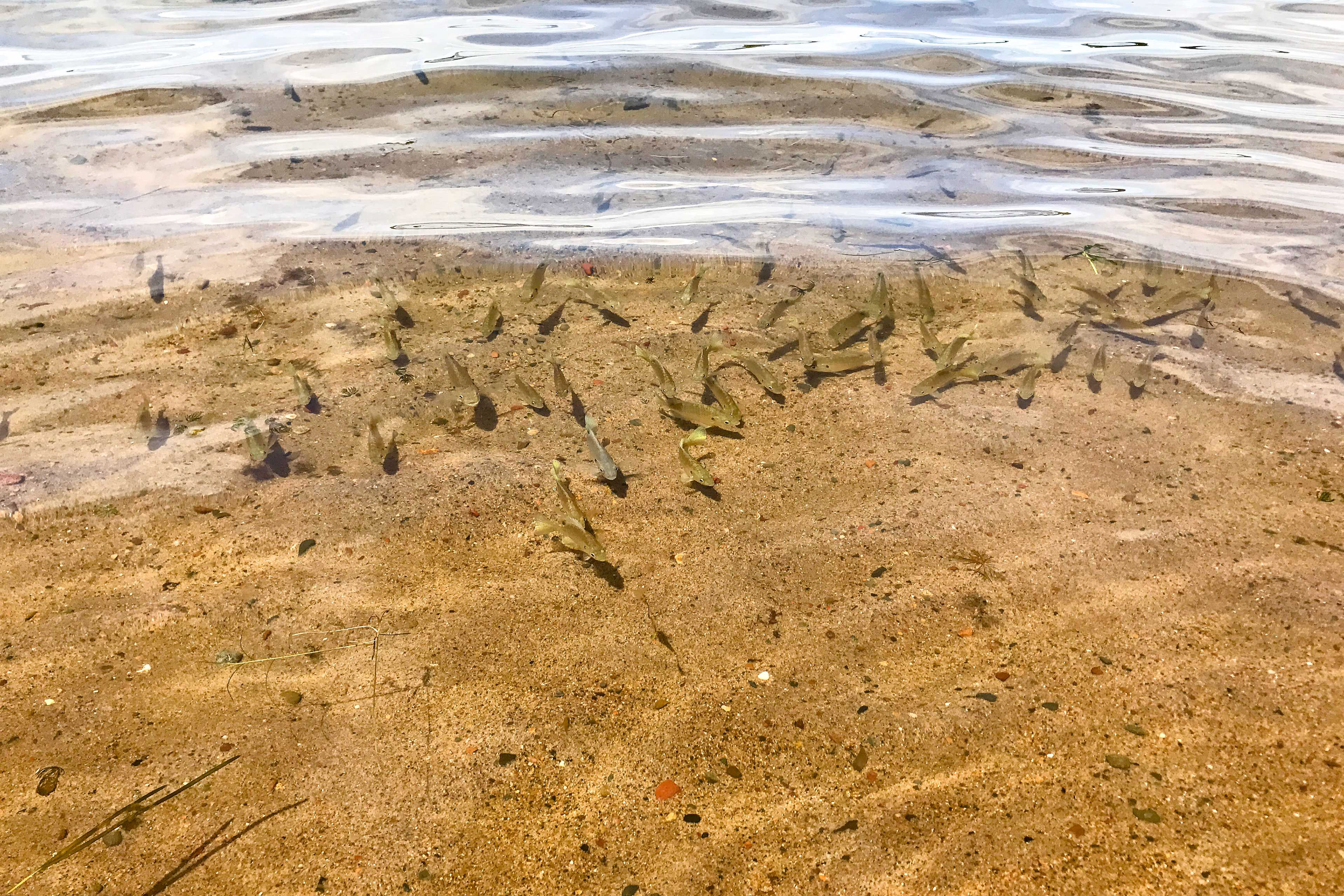 Lake Access