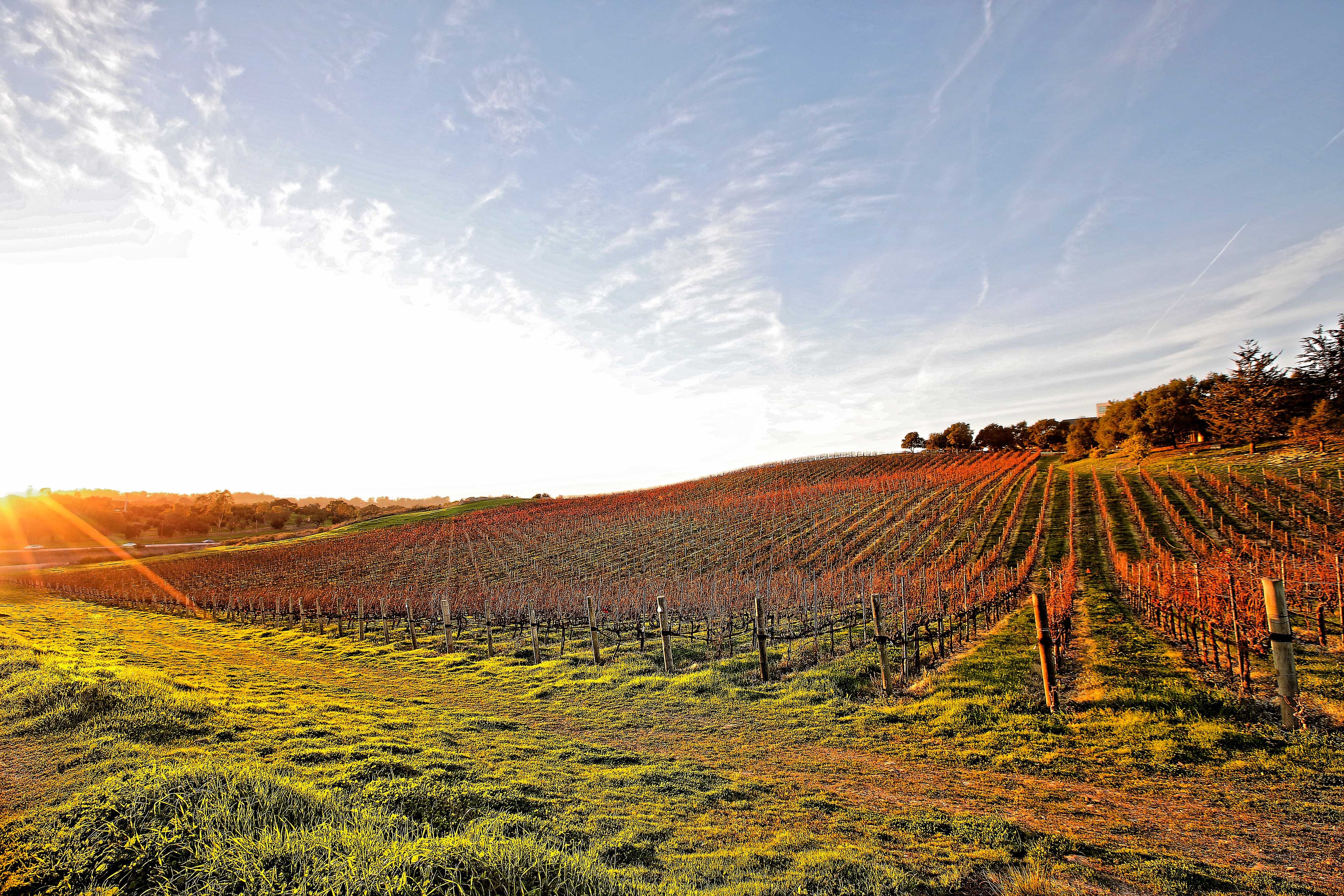 The local winery is sure to be your new favorite.