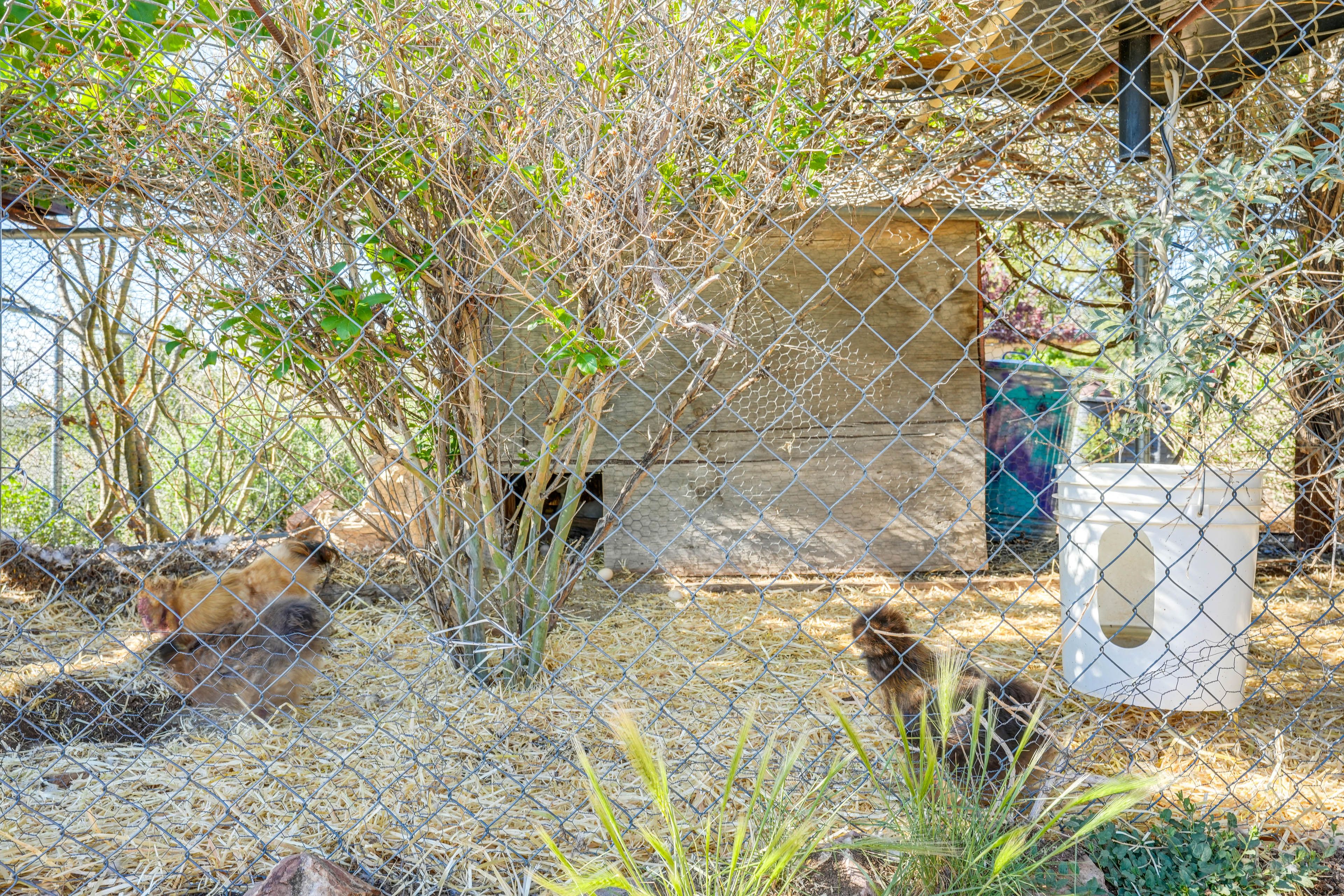 Chicken Enclosure | Wild Grapes