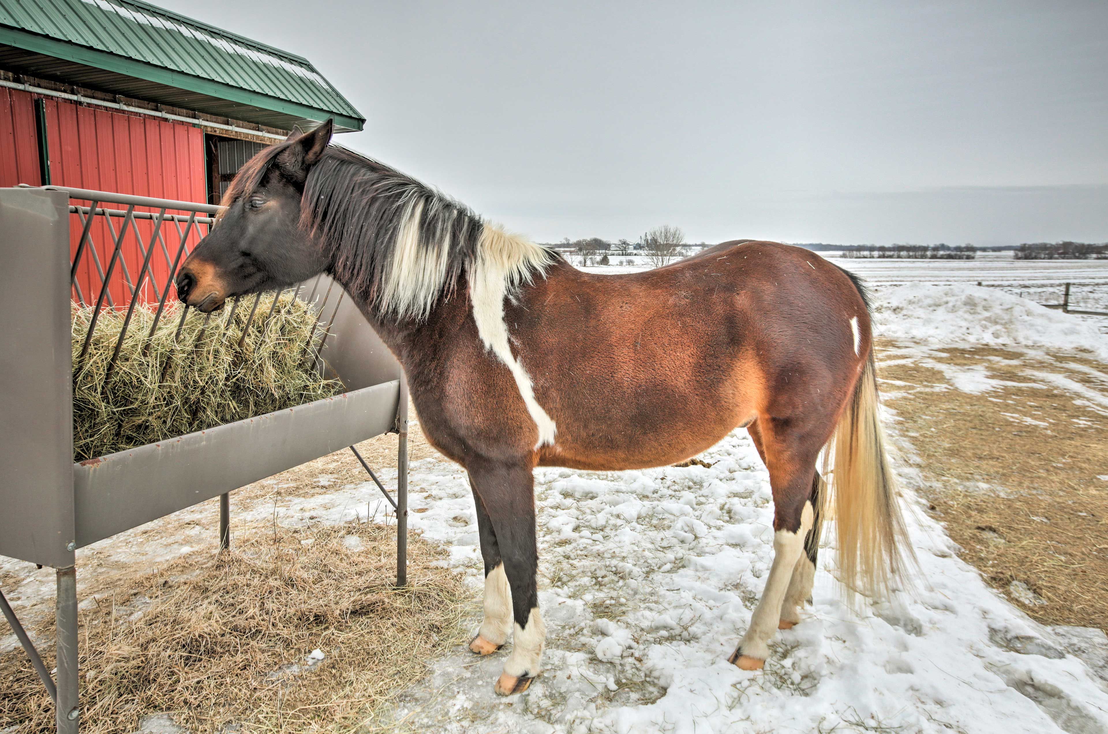 Two Horses On-Site