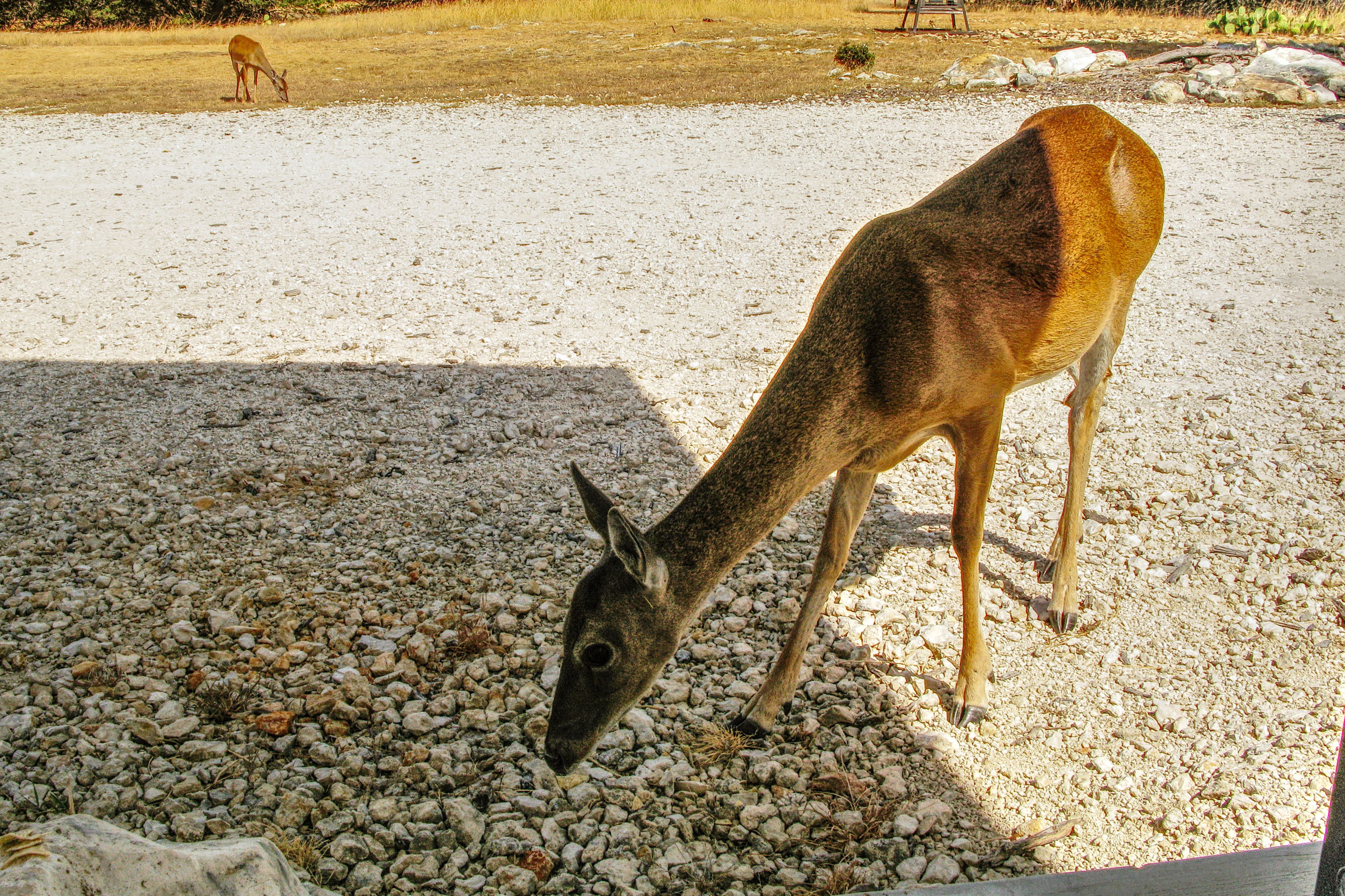 Wildlife On-Site | Deborah the Deer