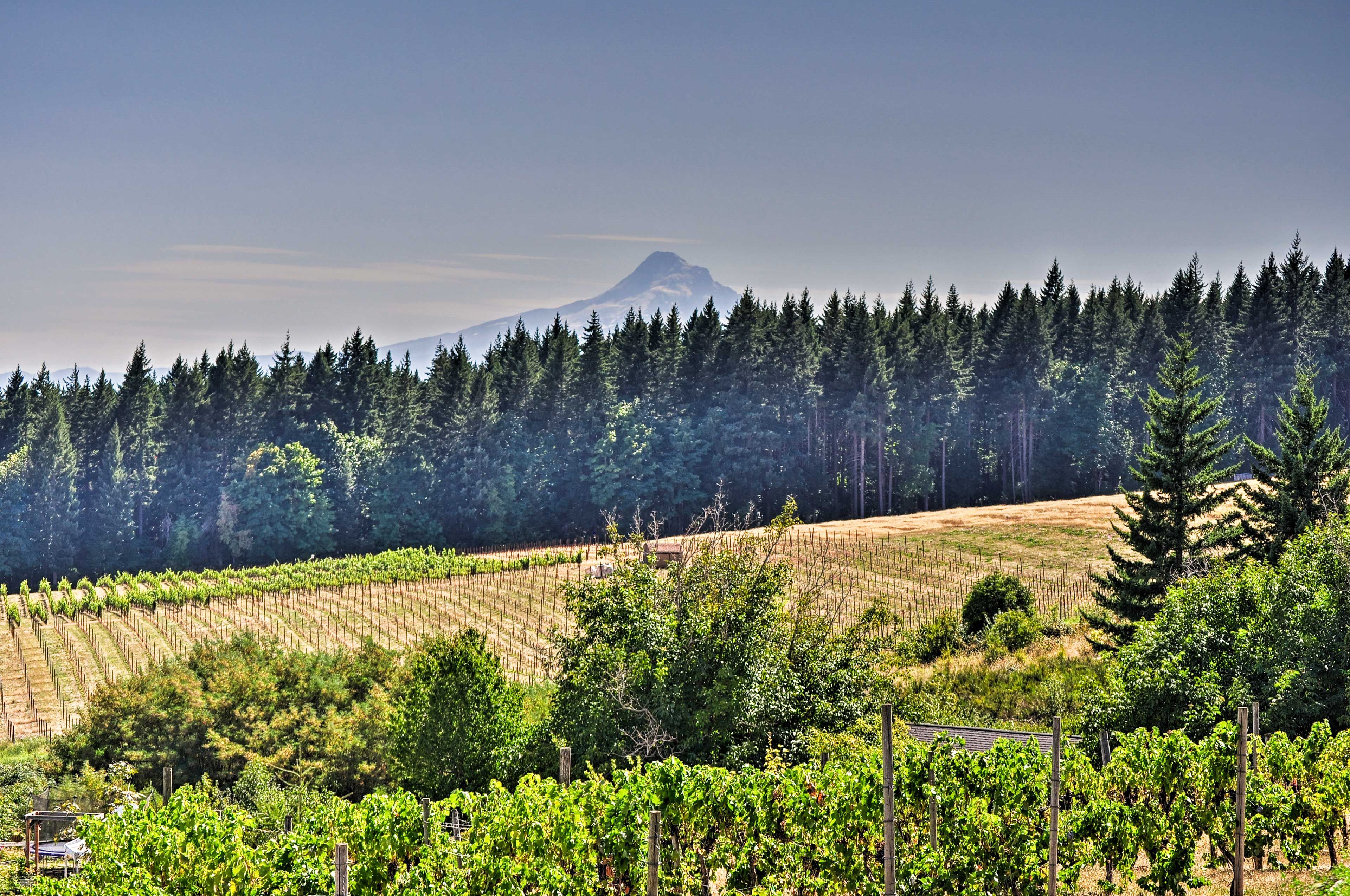 Working Vineyard On-Site