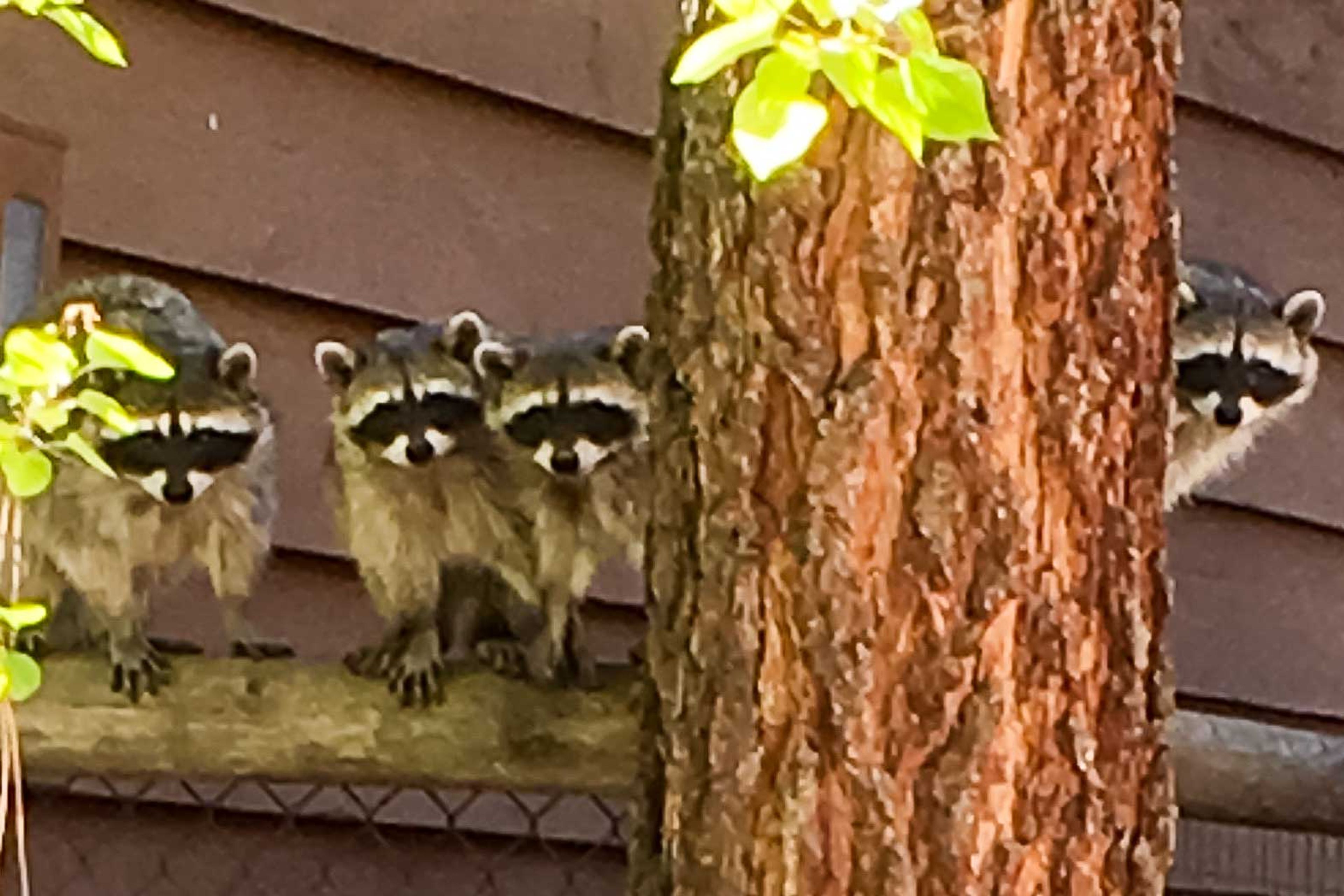 Raccoon Family on Fence