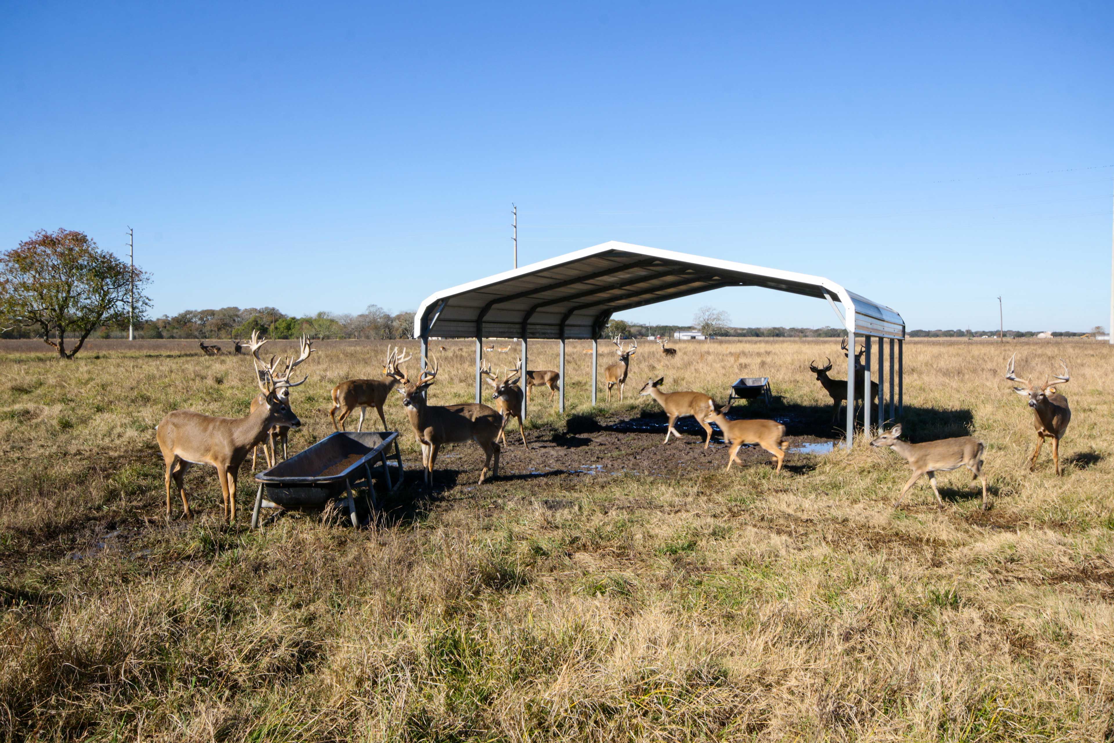 Farm Animals