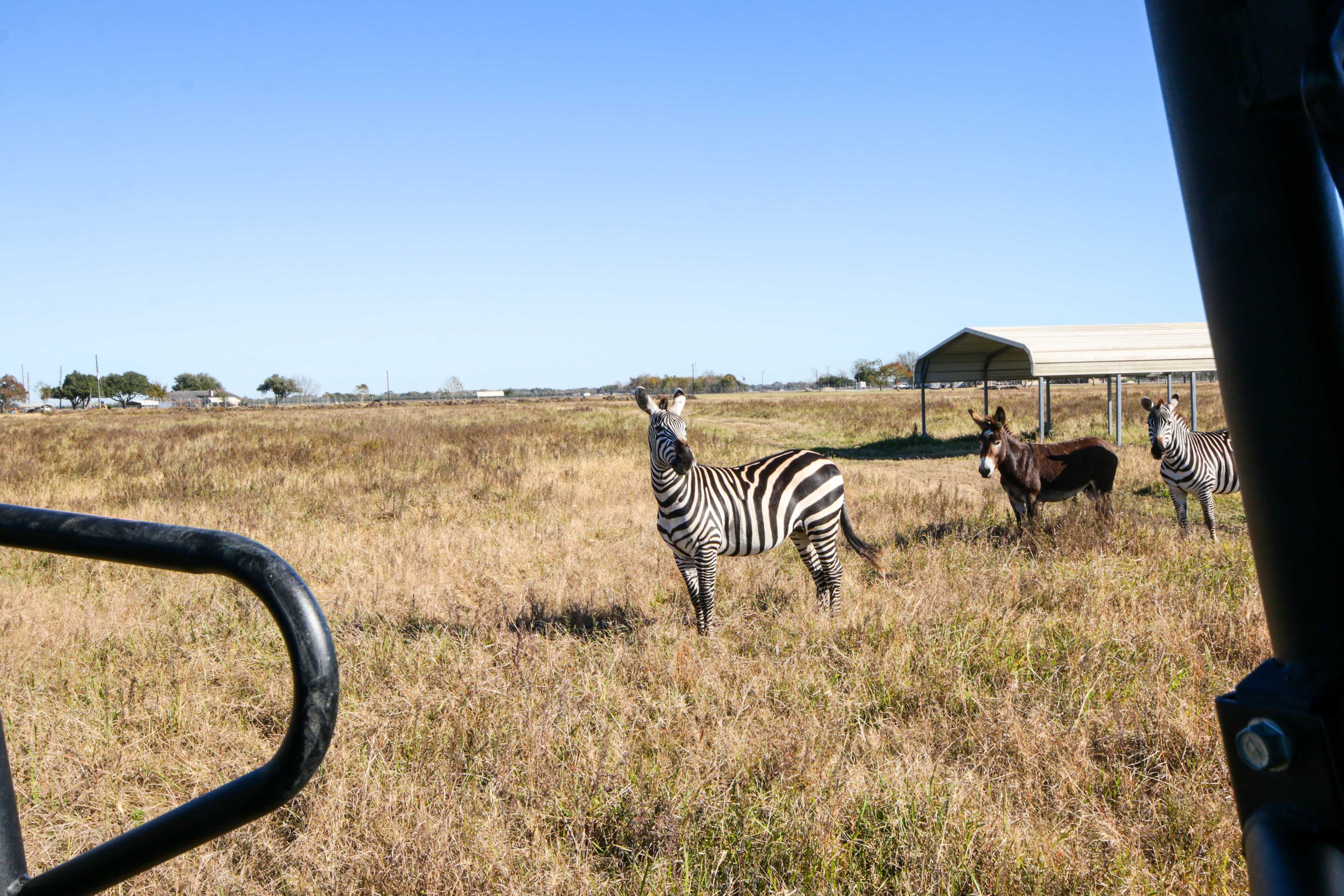 Farm Animals