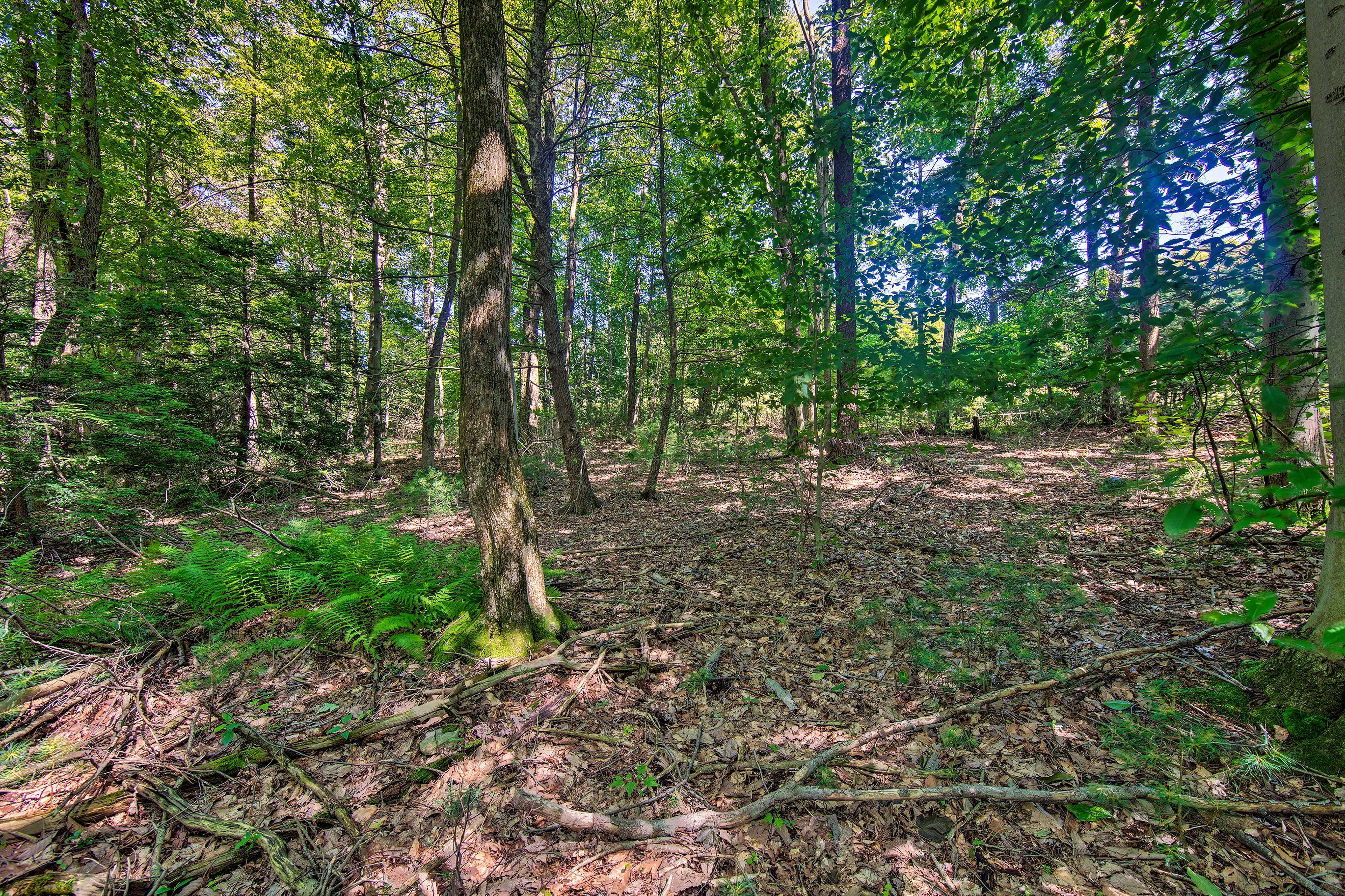 Forest Views