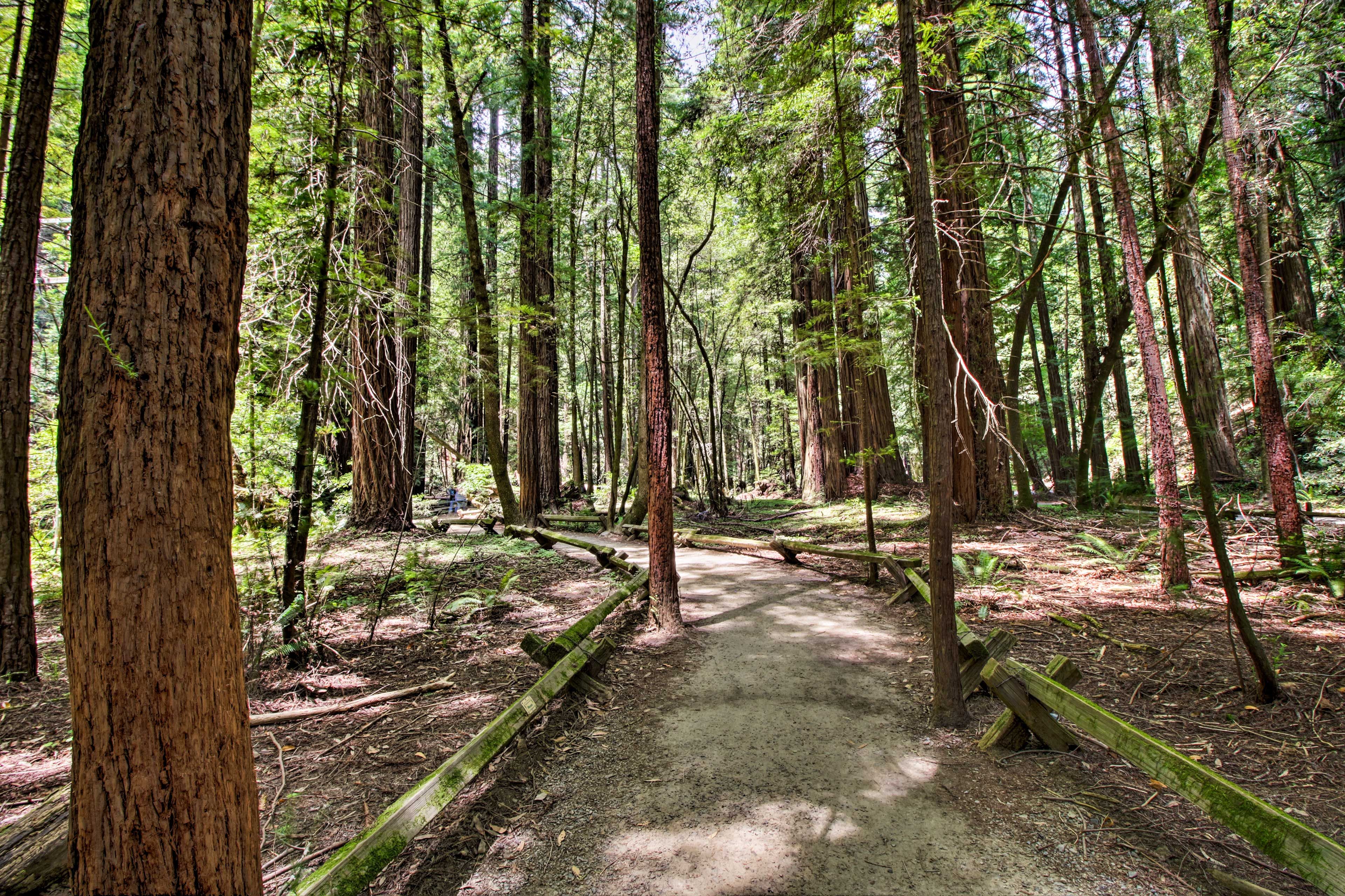 Armstrong Redwoods State Natural Reserve