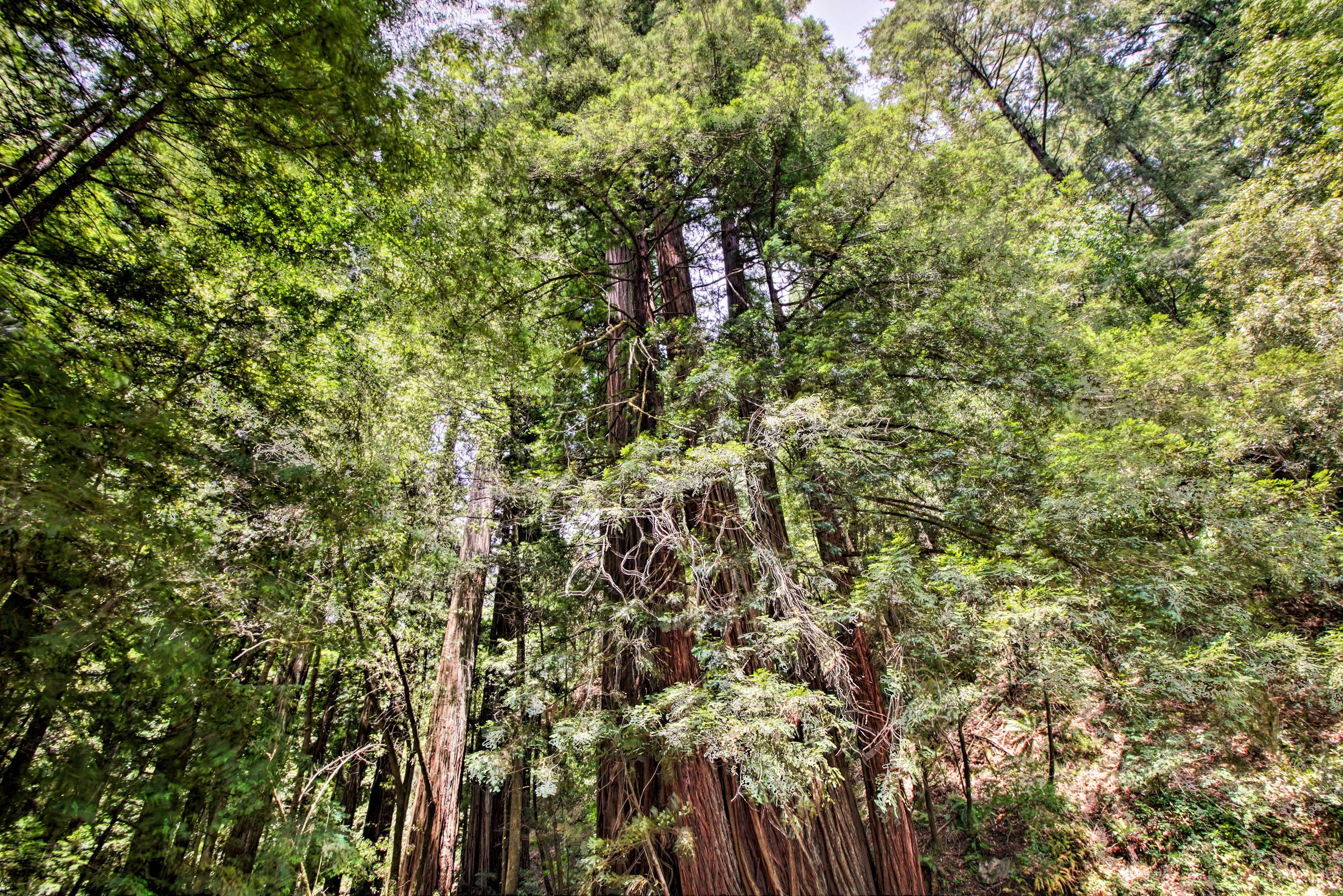 Armstrong Redwoods State Natural Reserve