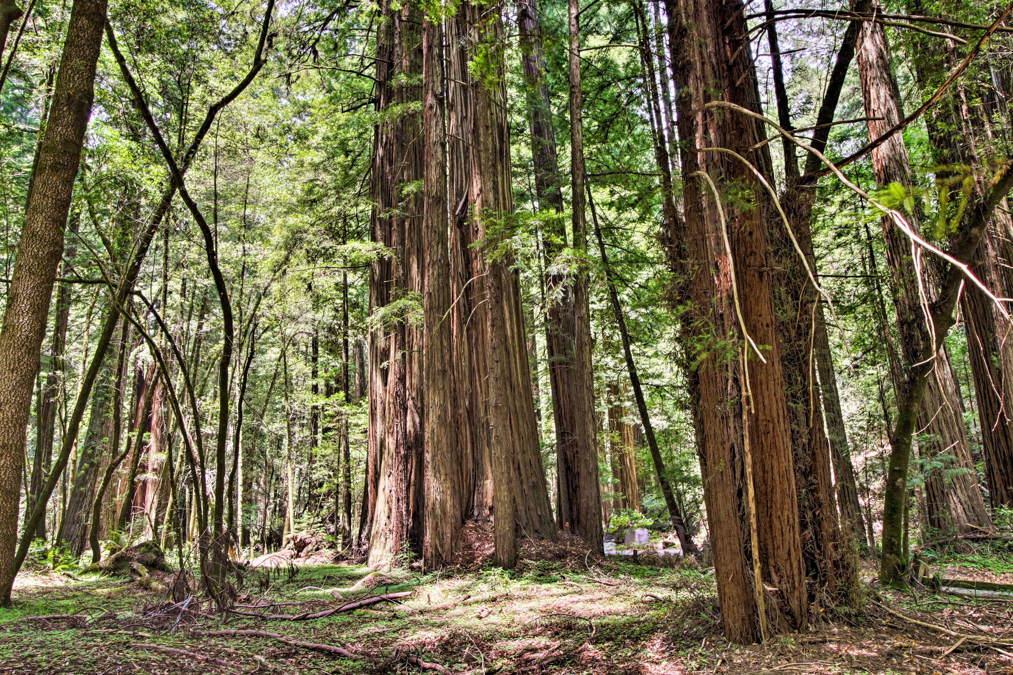 Armstrong Redwoods State Natural Reserve