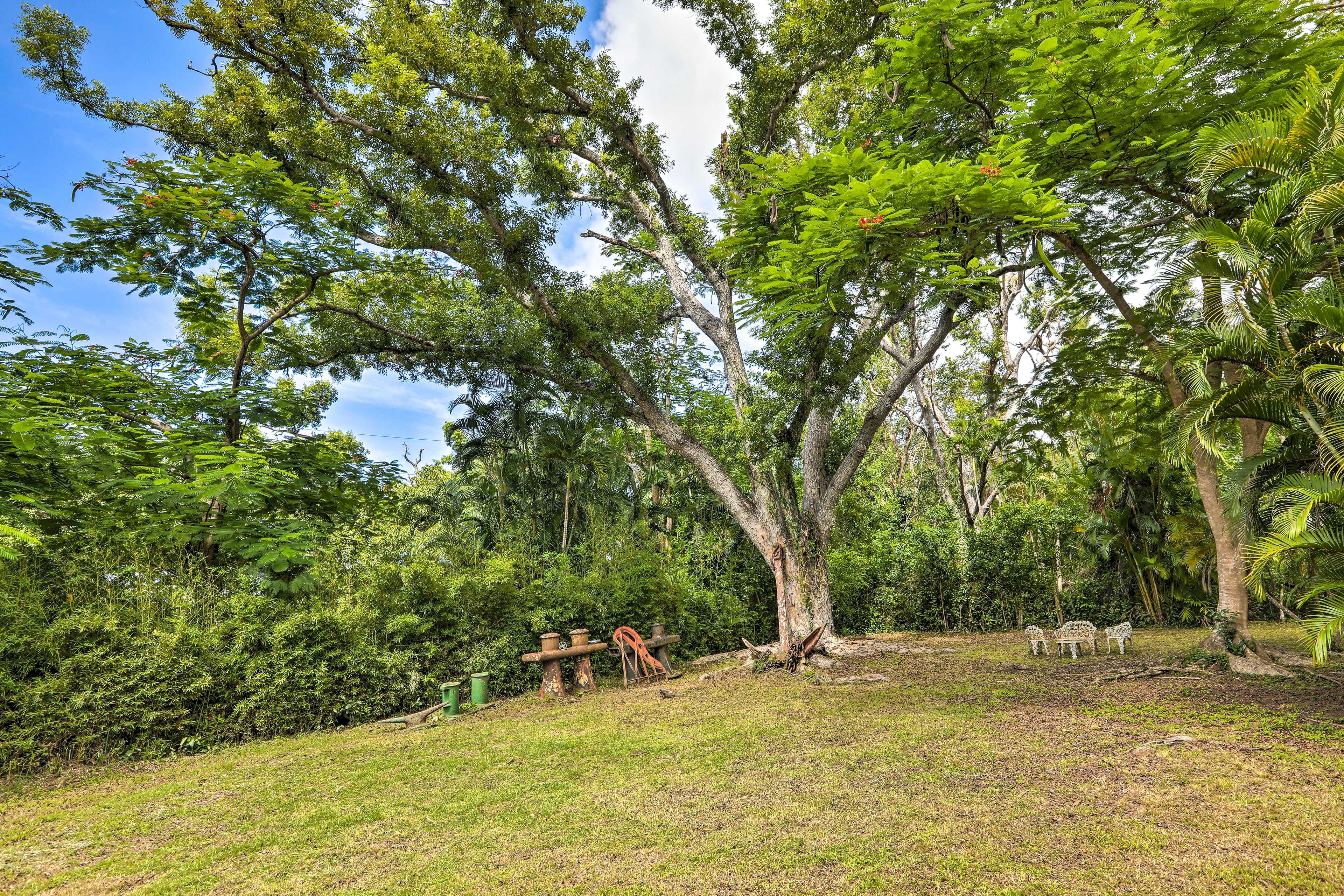 The large backyard is full of foliage.