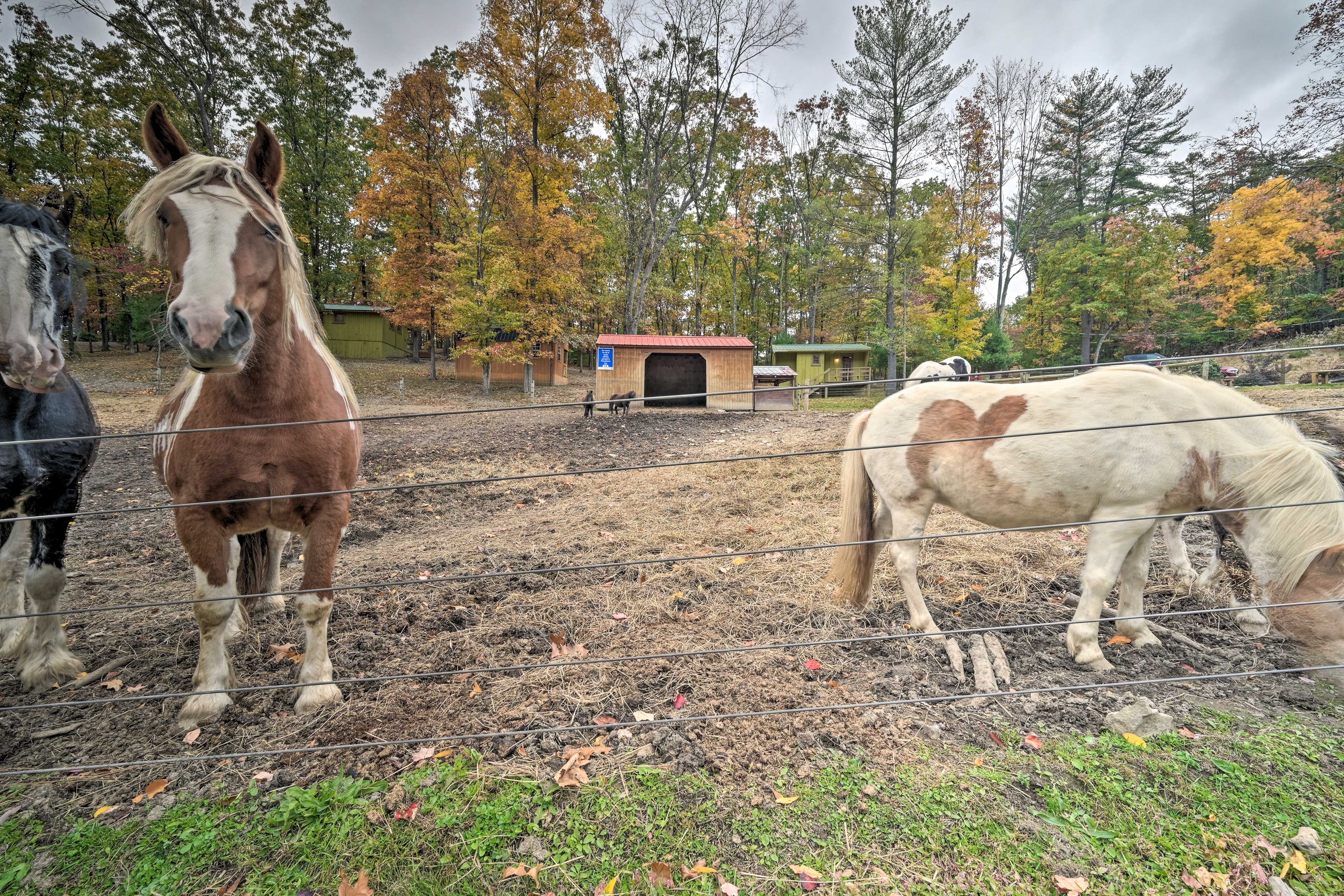 Community Horse Stables