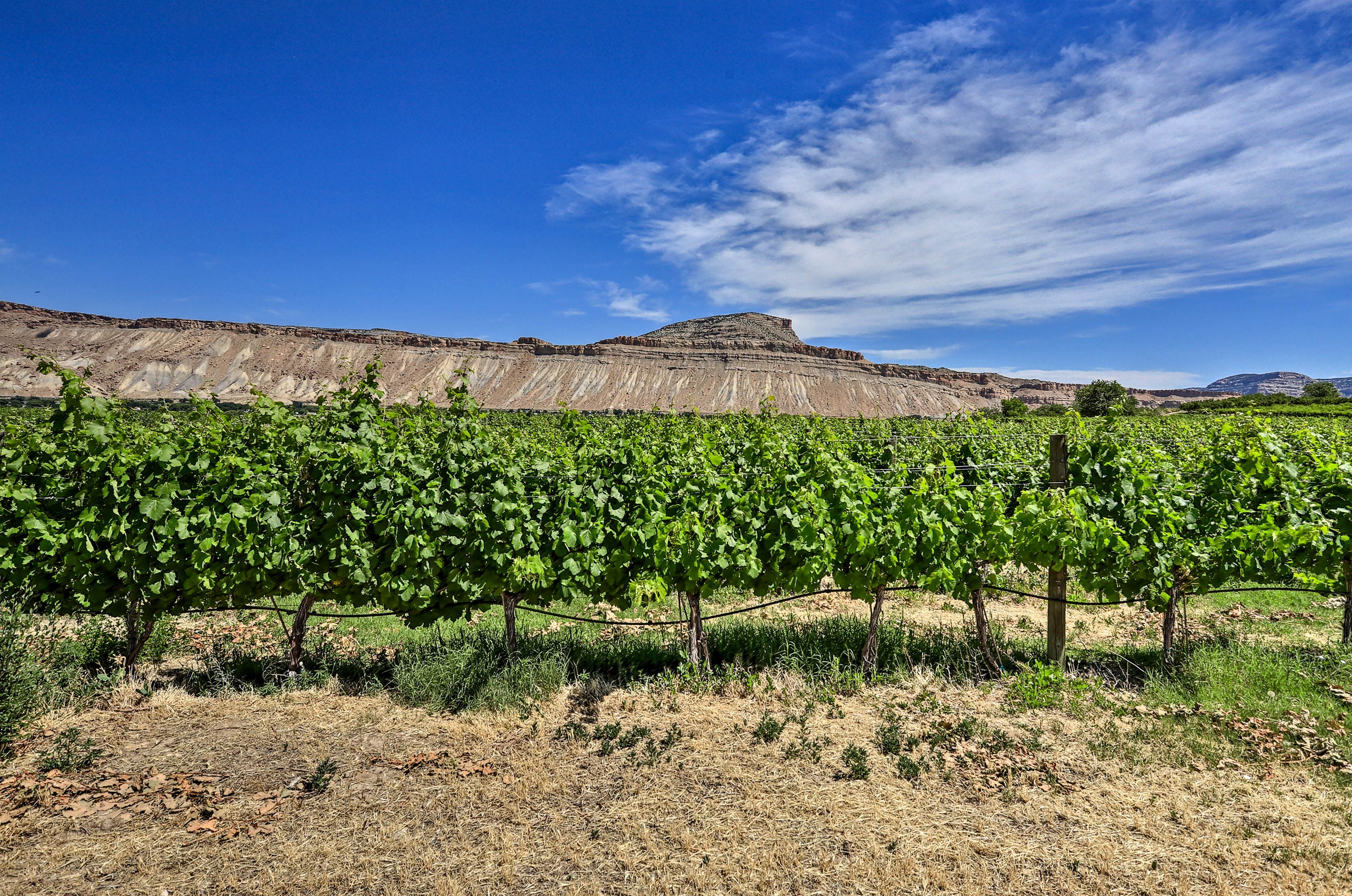 The vacation rental is located within a mile of several wineries like Mesa Park.