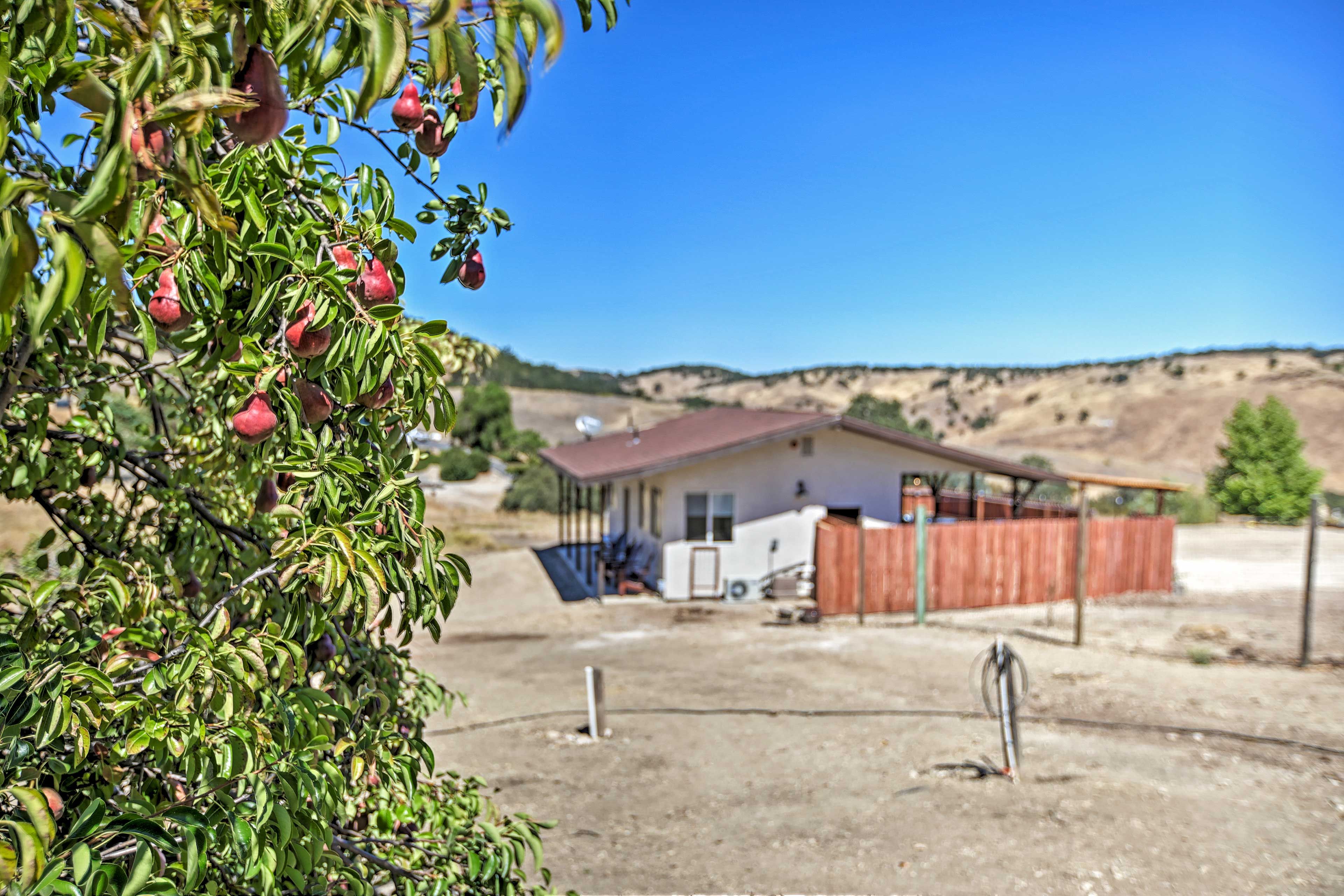 Orchard Surroundings