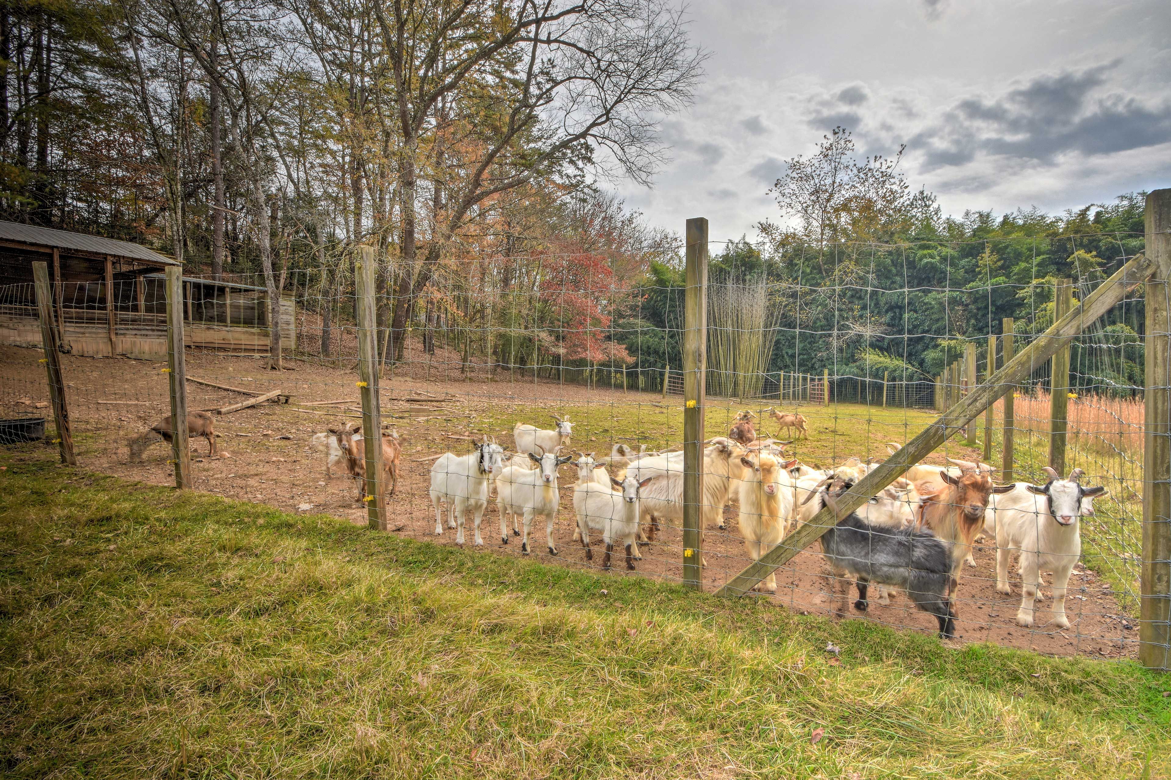 Goats On-Site