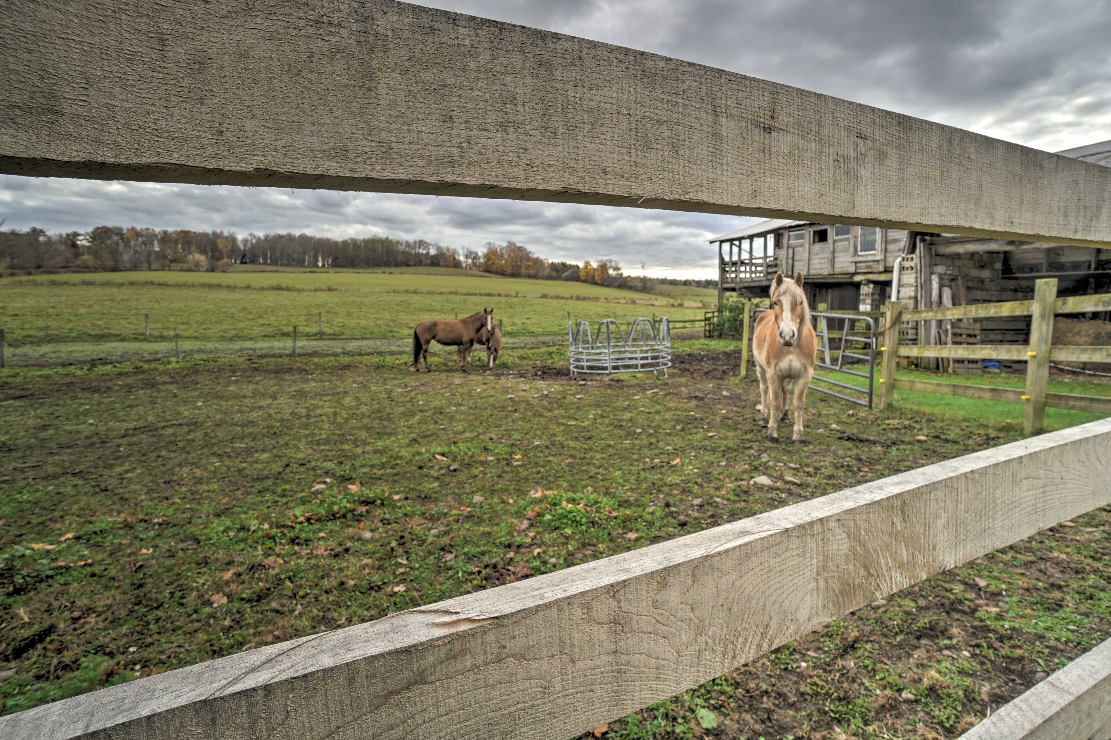 Working Farm | Animals On-Site