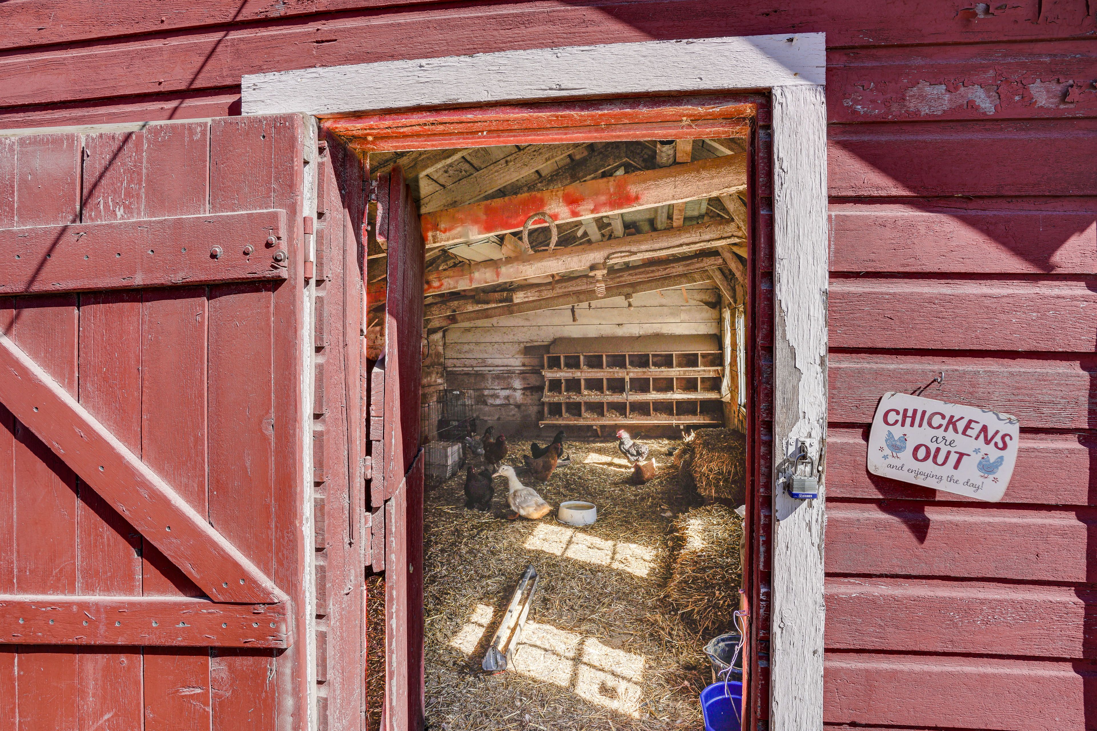 Barn | Chickens