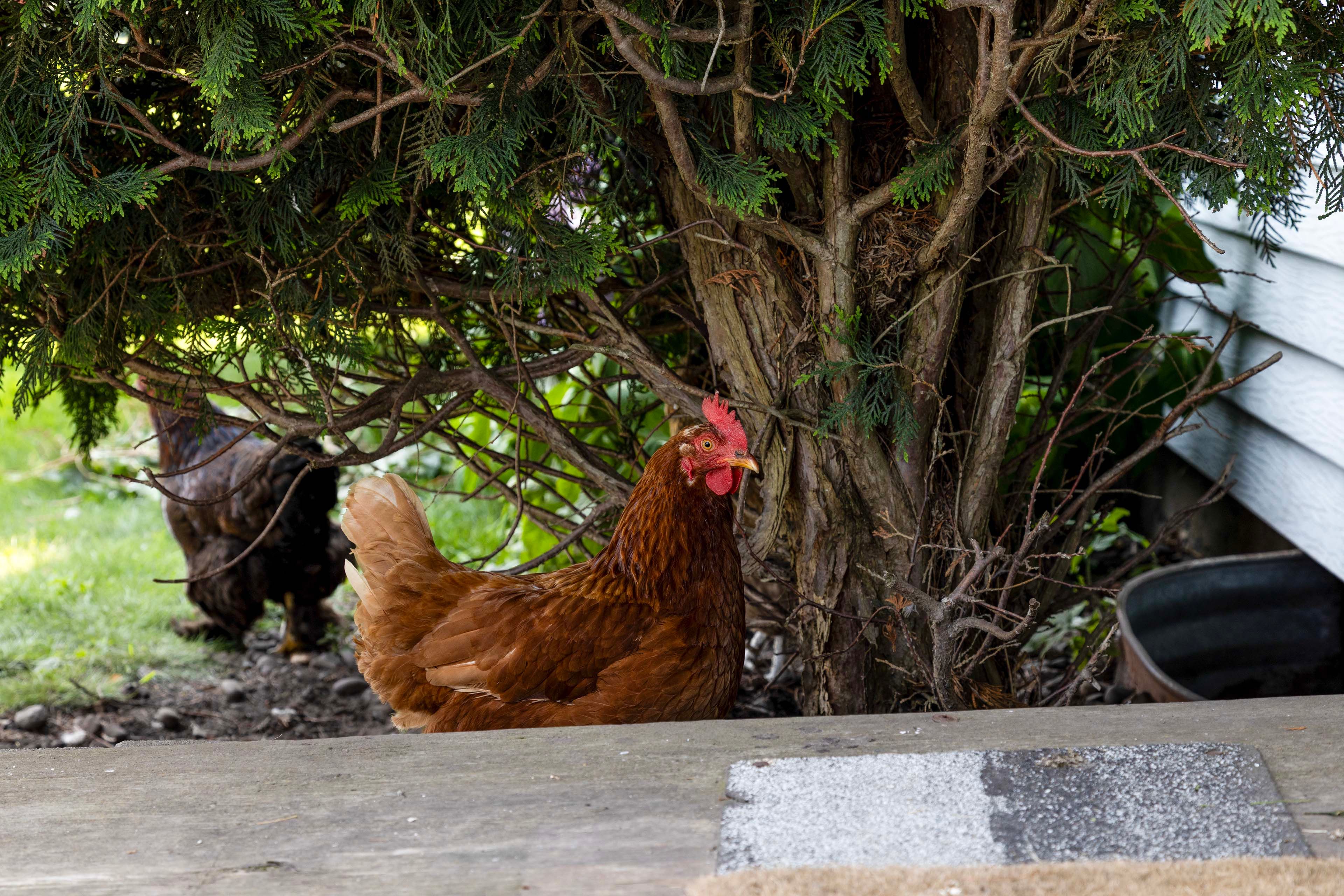 Friendly Farm Animals On-Site